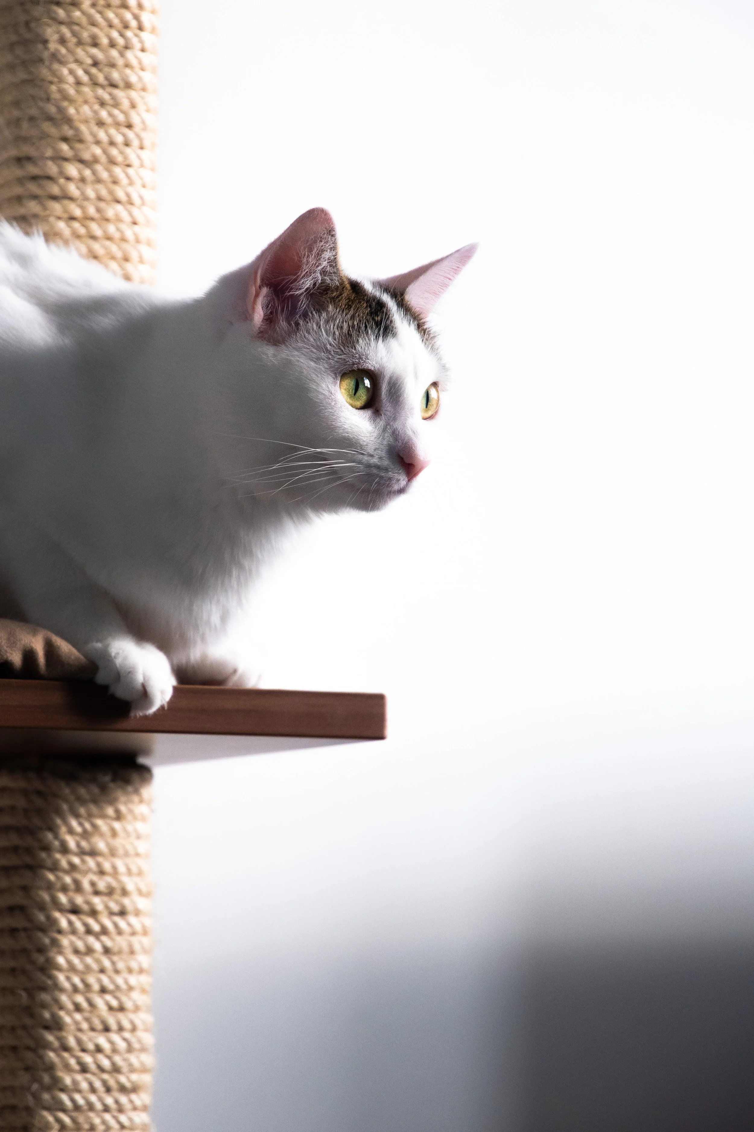 Gustave & Bianca retouchée-32.jpg