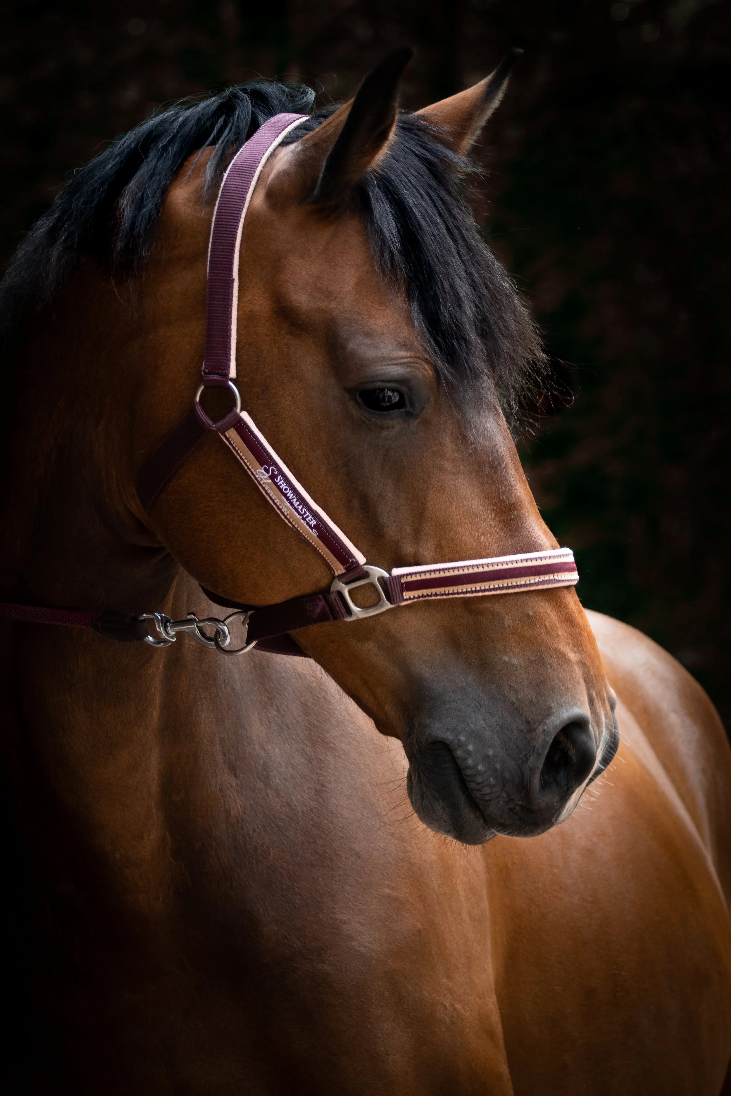 Eric et les Grandes Terres-1.jpg