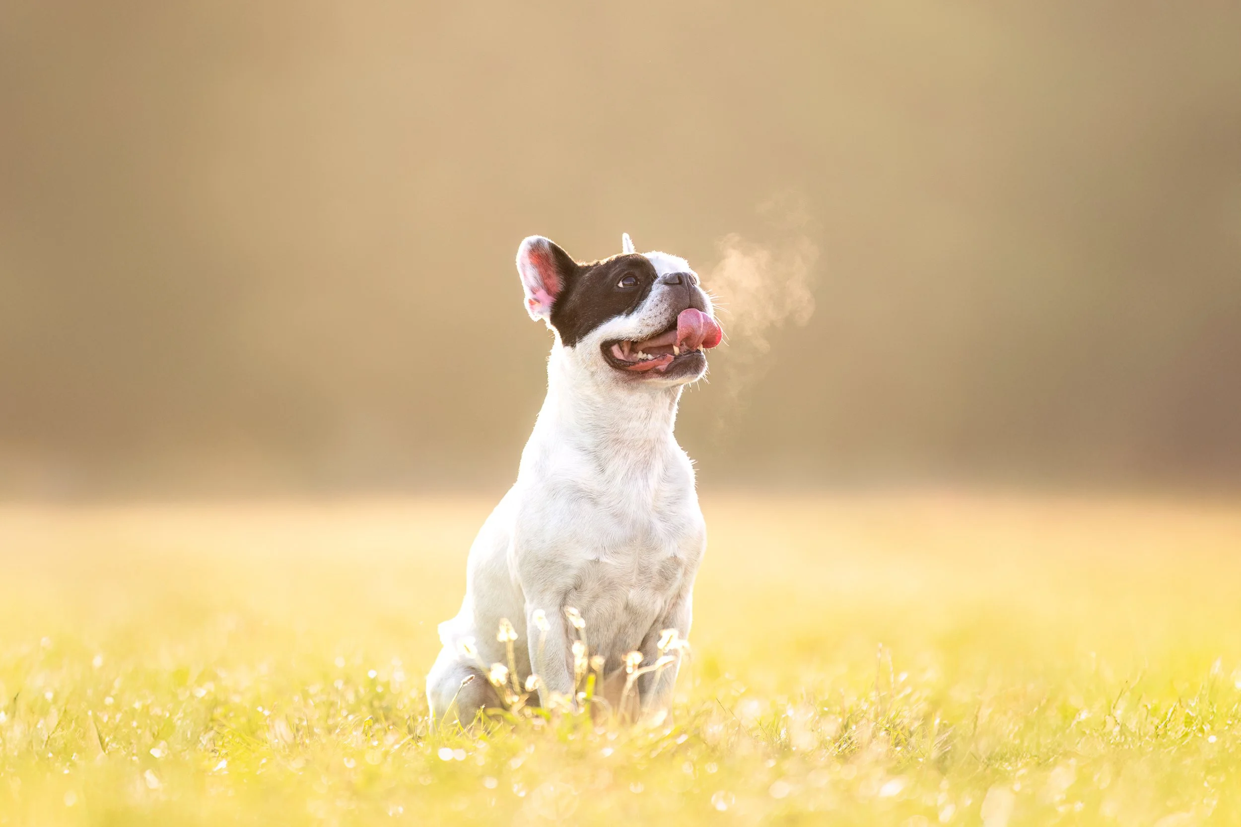 Marcel, bouledogue français, mâle, 8 ans