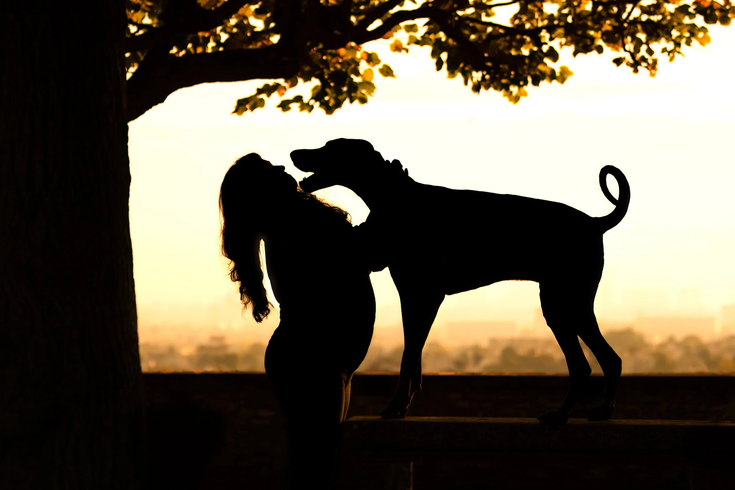 Silhouette d'une femme et d'un chien dobermann sous un arbre au coucher du soleil, avec la ville en arrière-plan, le chien lèche le visage de la femme.