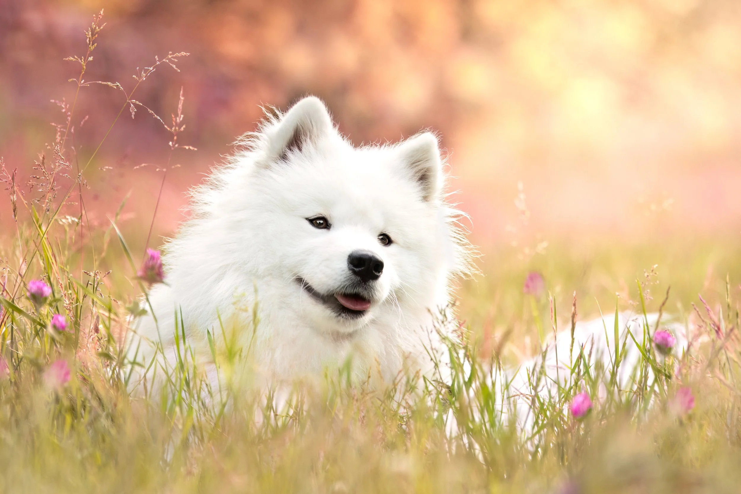 Chiot blanc samoyède dans un champ de fleurs roses et et herbes vertes avec un fond flou de couleurs chaudes.
