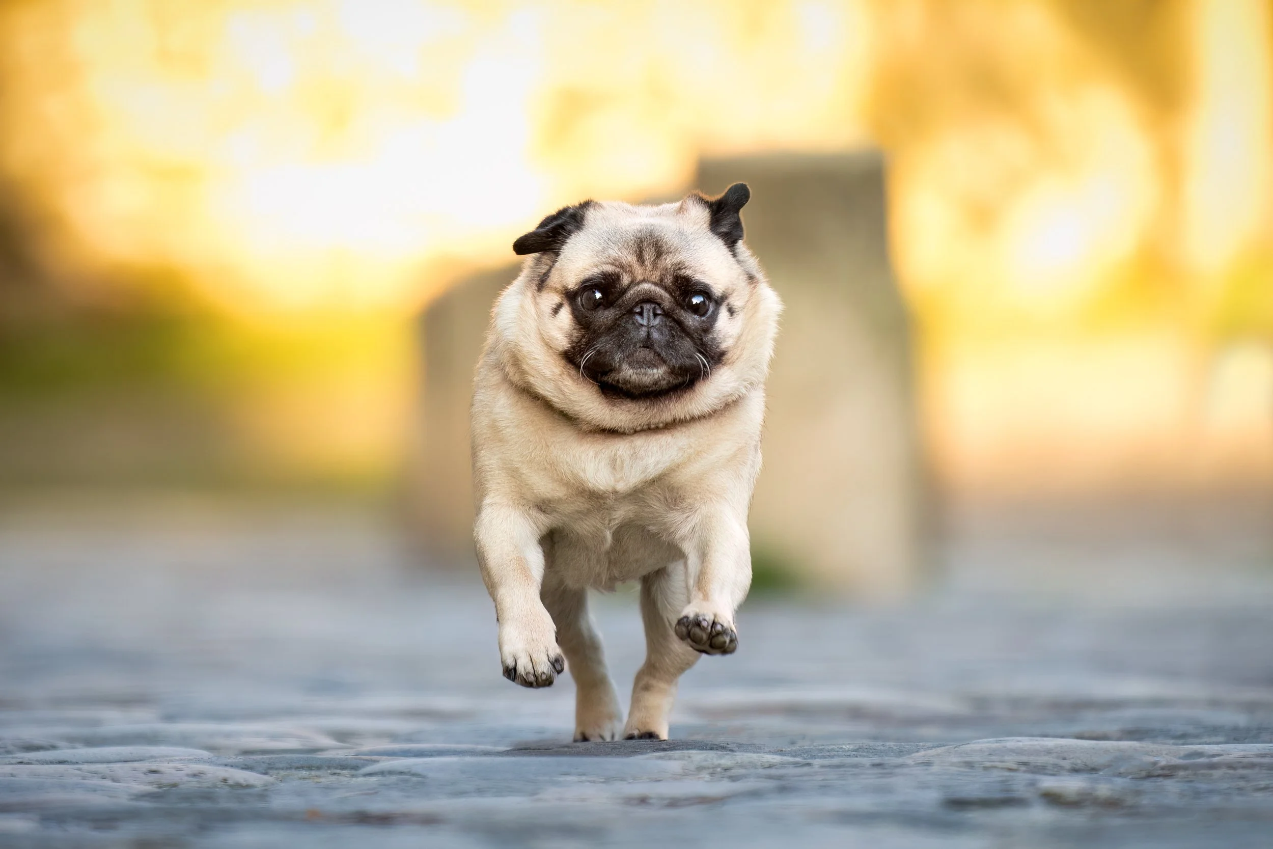 Freddie Leporello Numérique-2.jpg