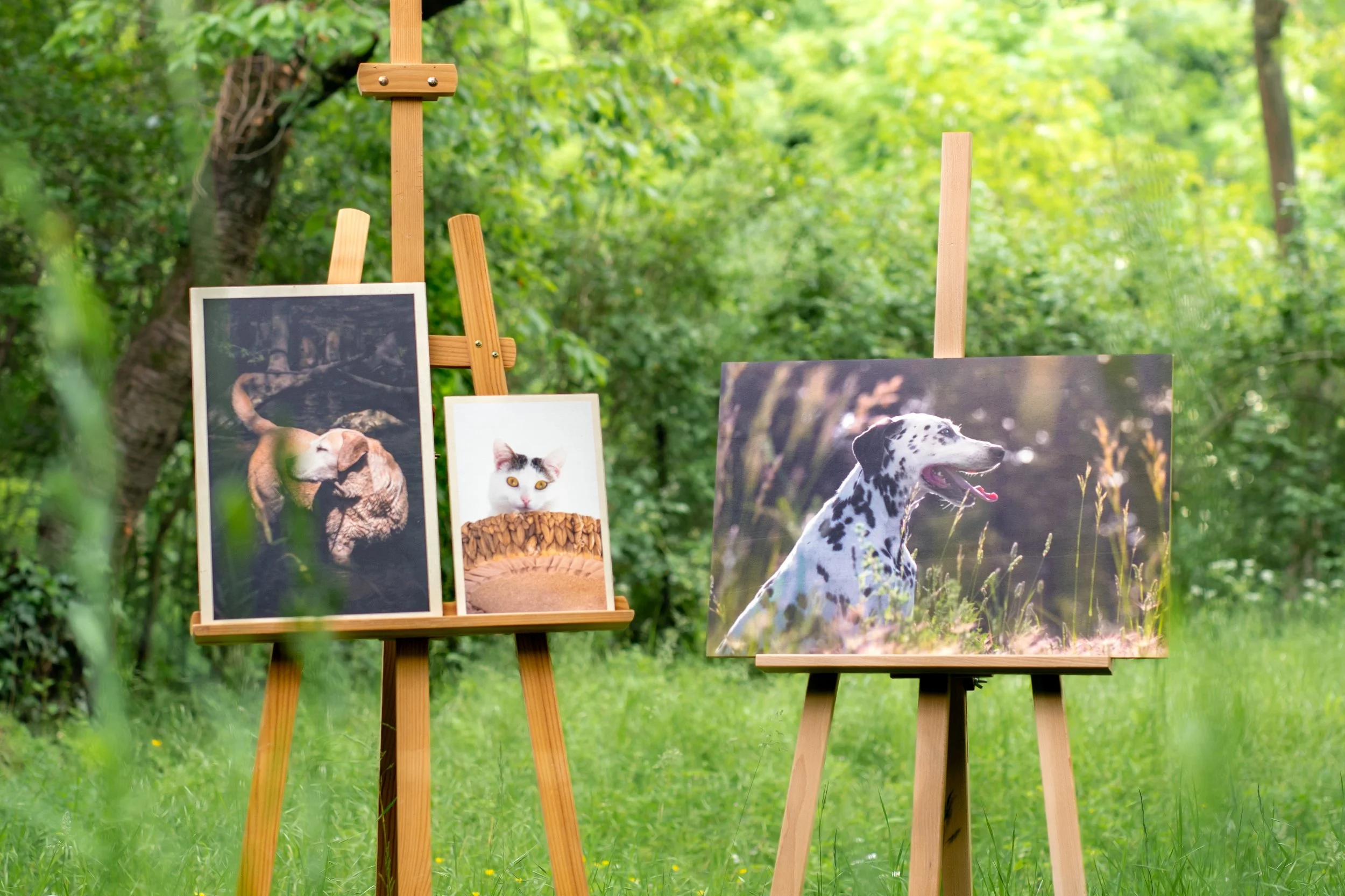 Trois photographies d'animaux imprimées sur bois et exposées sur des chevalets en bois dans un environnement naturel vert et en plein air.