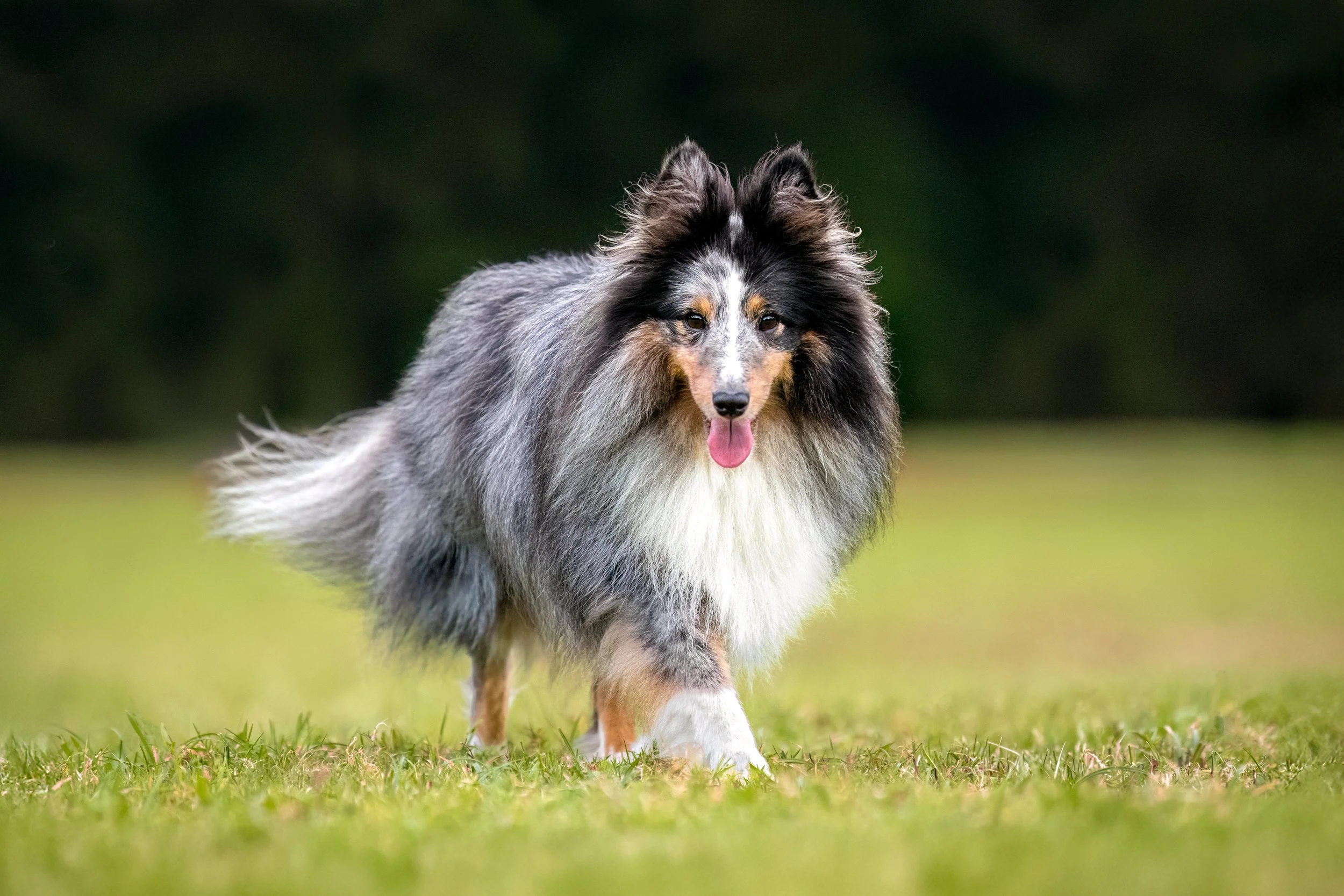 Rubis, berger des Shetland, mâle, 5 ans