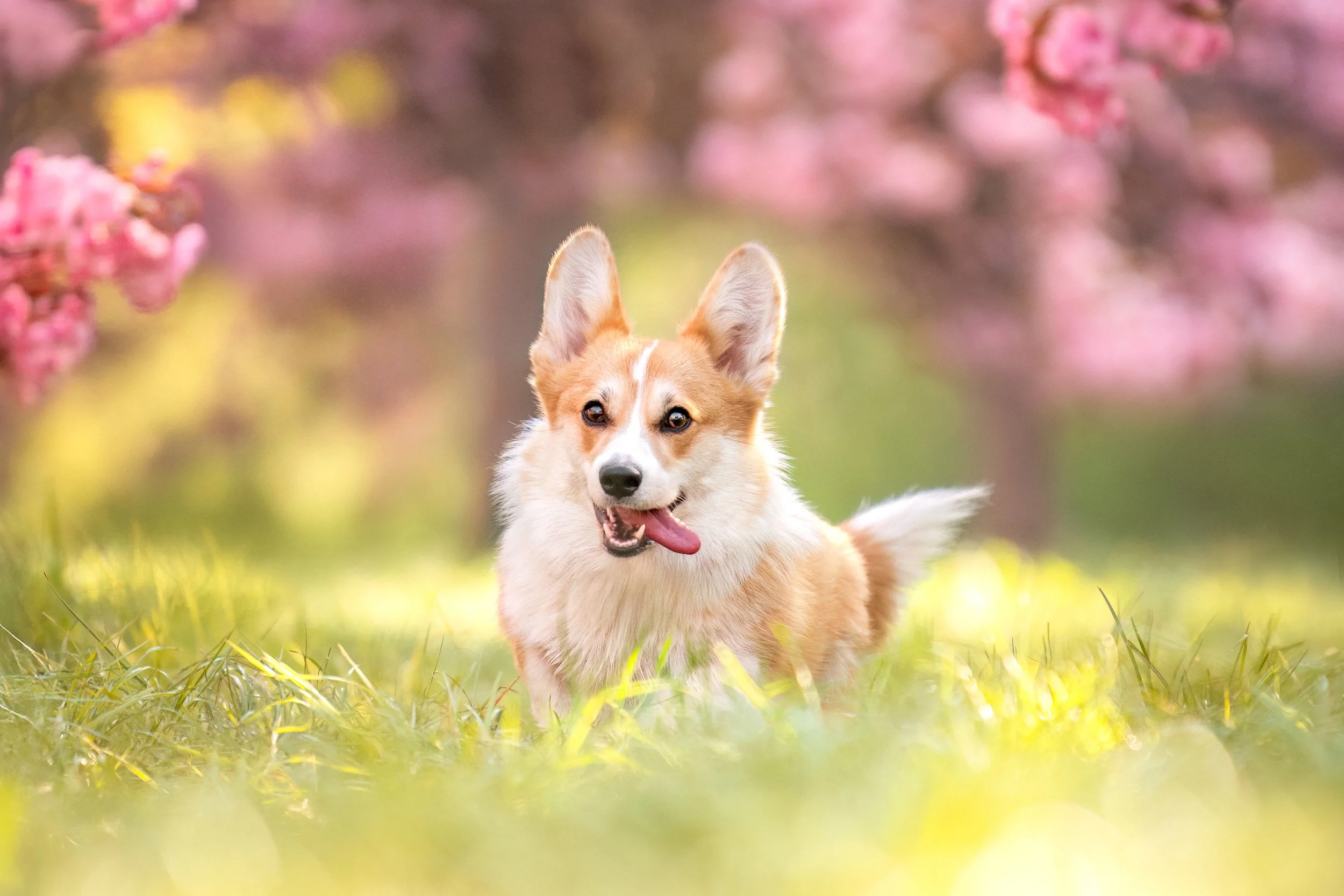 Violette, Welsh corgi Pembroke, femelle, 8 mois