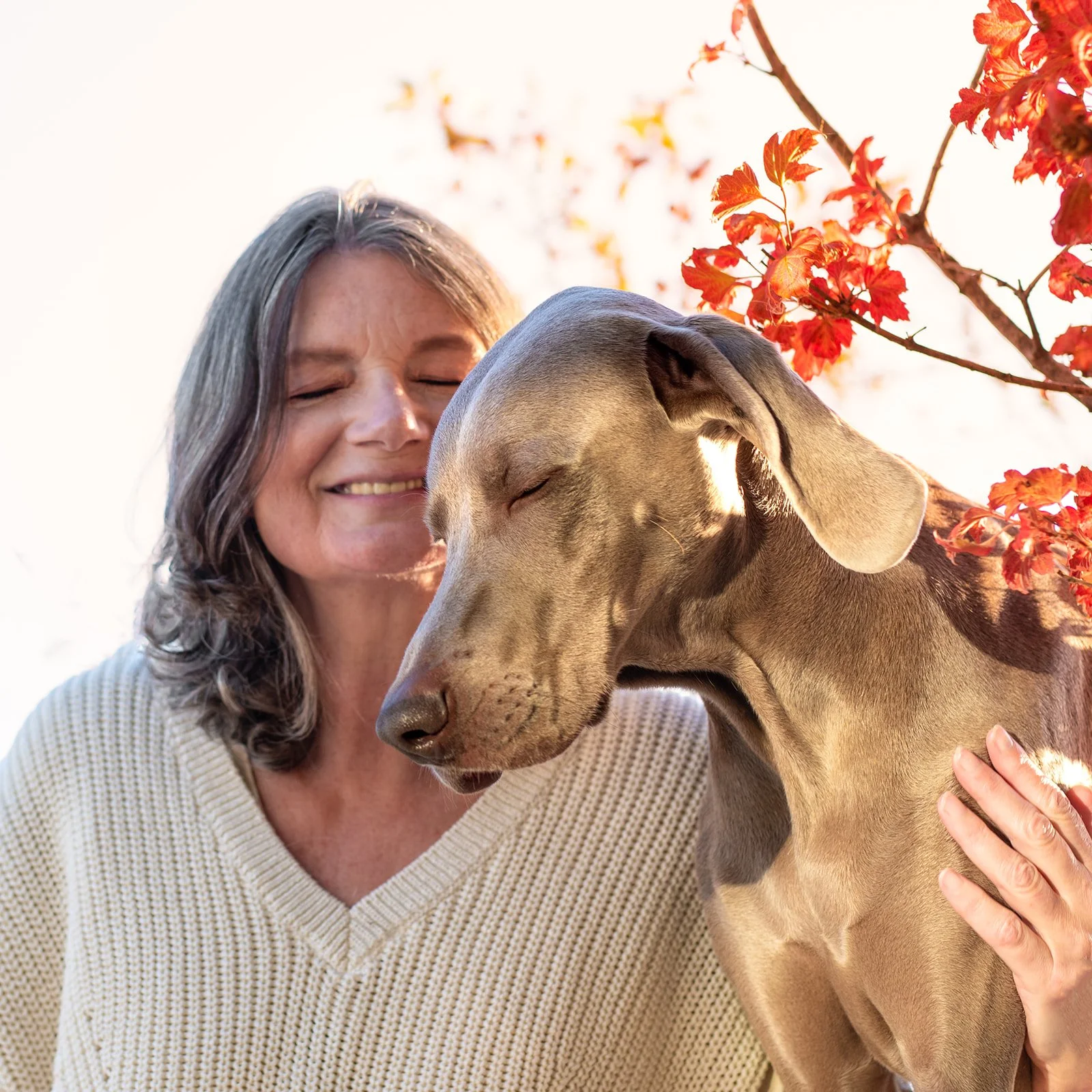 Une femme âgée, les yeux fermés, câline un chien braque de Weimar avec tendresse à l'extérieur, avec un arbre aux feuilles rouges en arrière-plan. 
