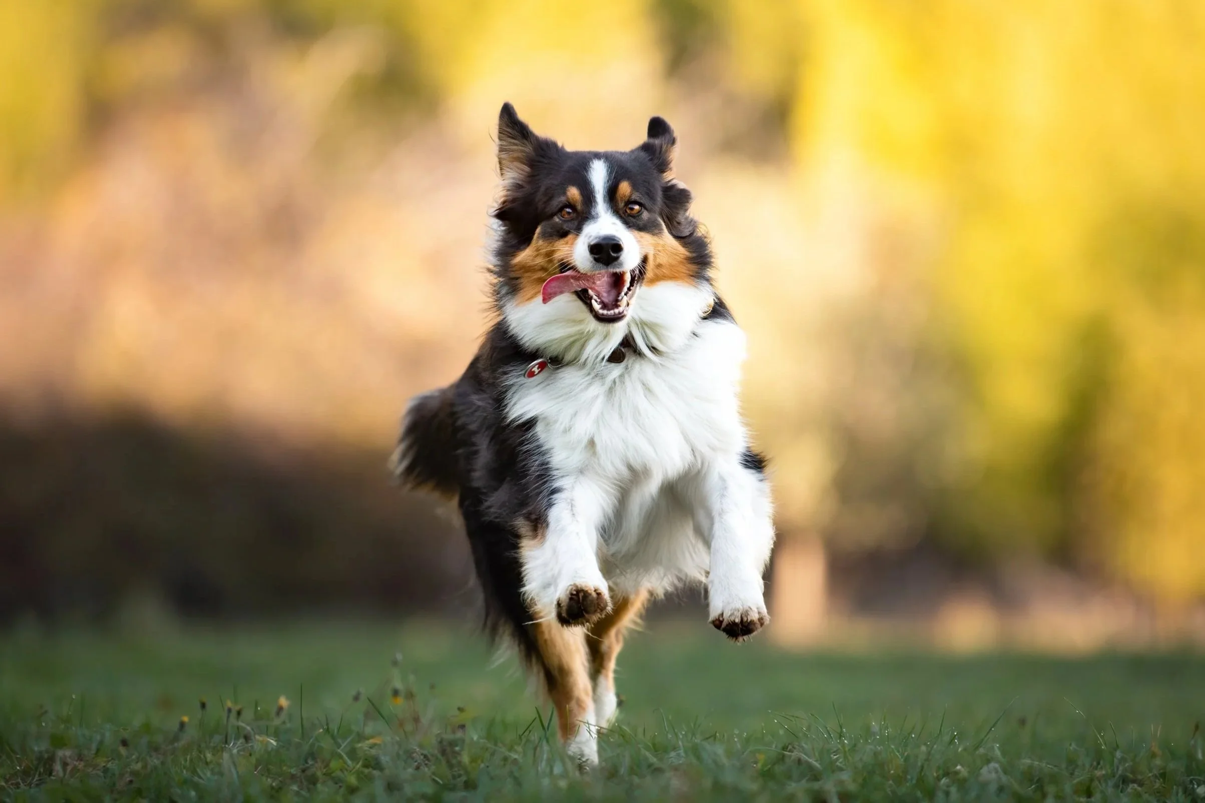 Un chien de race berger australien en train de courir dans un champ avec un fond flou d'arbres verts et jaunes, avec la langue sortie, l'air joyeux. 