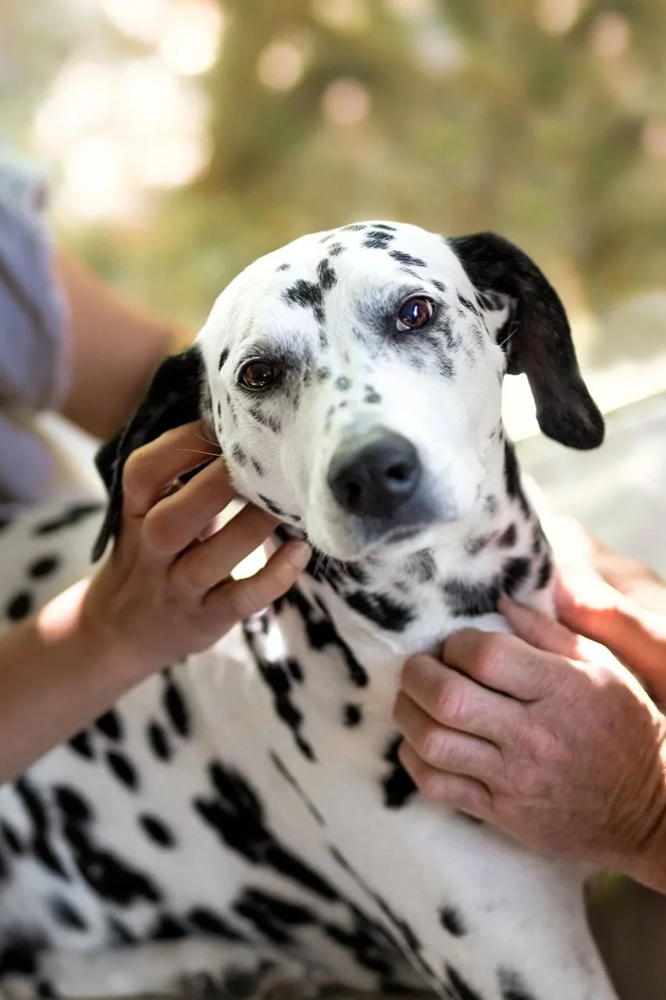Un chien Dalmatien avec un pelage blanc parsemé de taches noires, regardant l'objectif, caressé par deux mains humaines. 