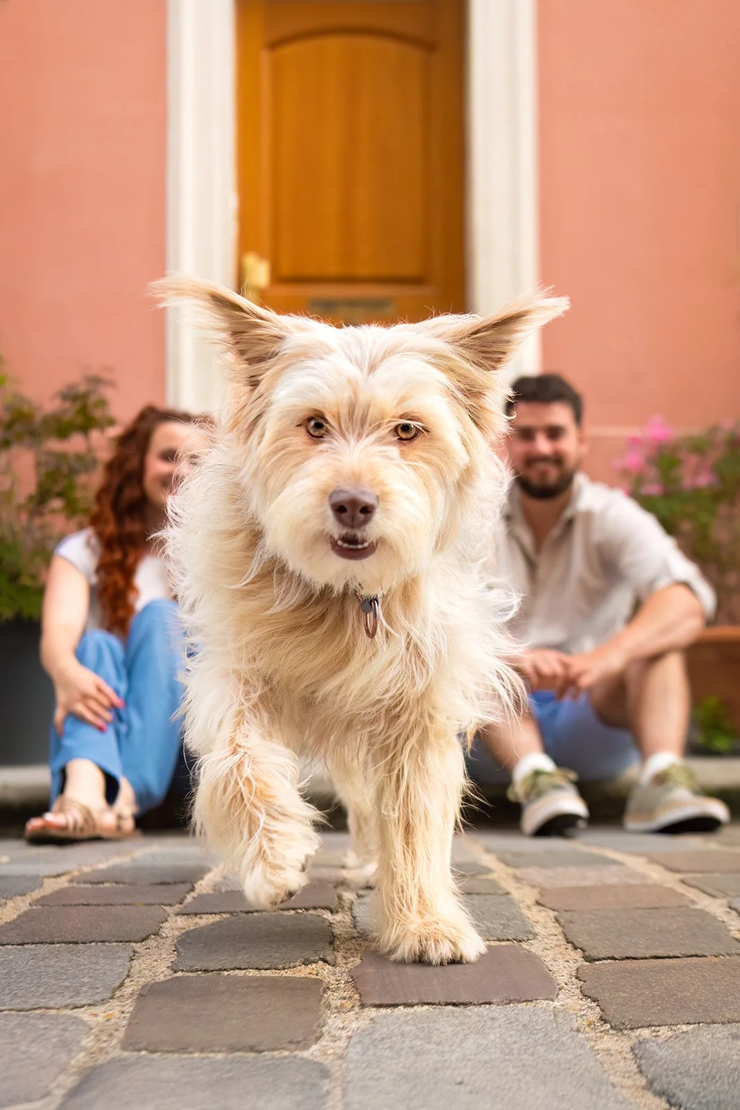 Un chien blanc berger des pyrénées marche vers l'appareil photo sur un trottoir pavé, avec deux personnes assises derrière lui devant une maison avec une porte en bois, des plantes et des fleurs dans le jardin.