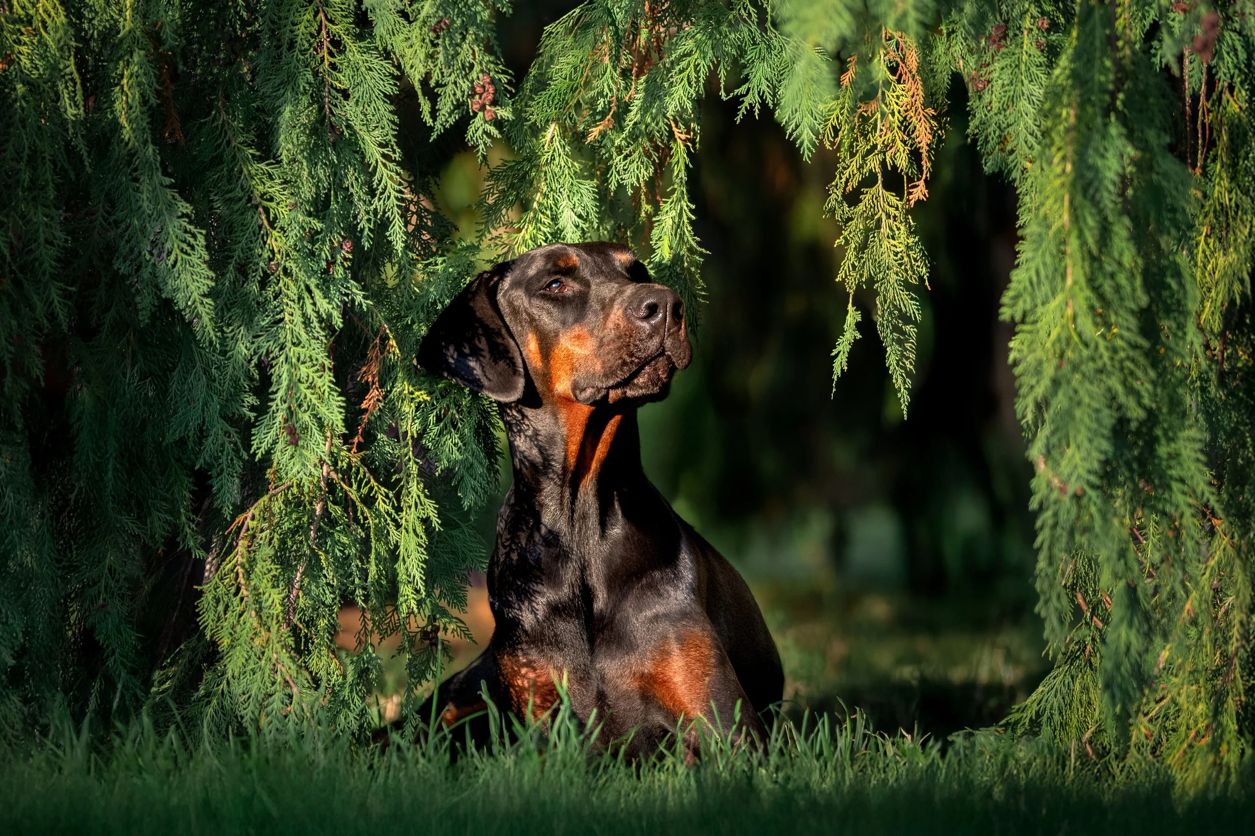 Dude, doberman, mâle, 2 ans