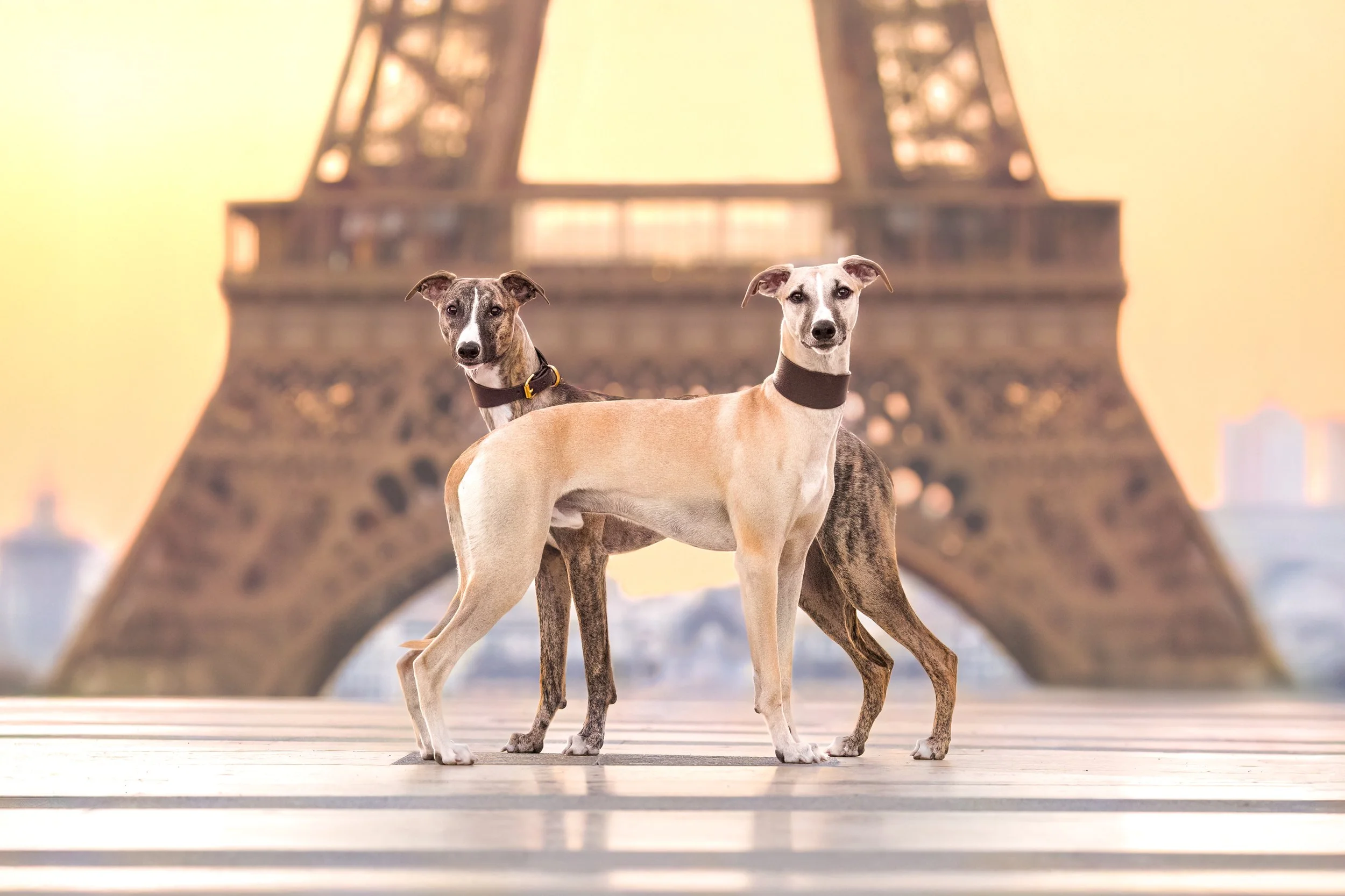 Tails of the World Paris