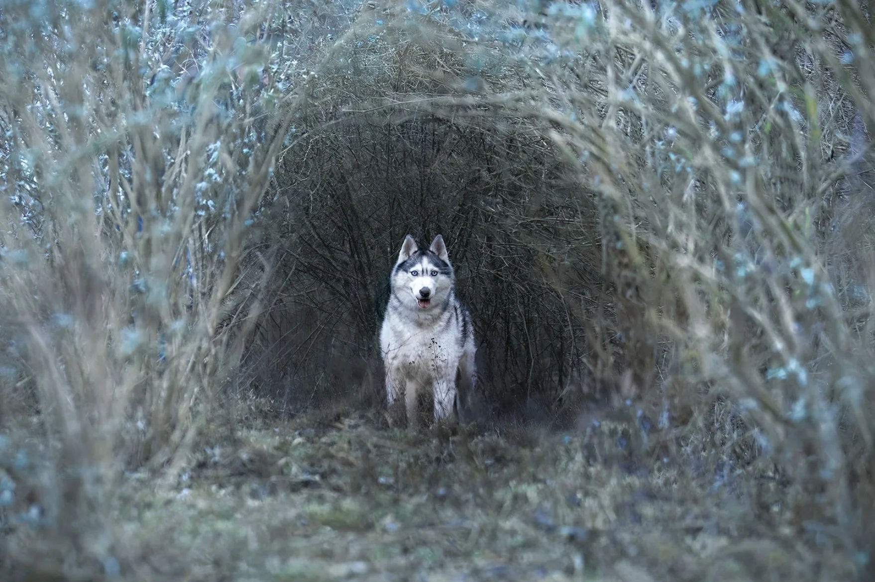 Un chien husky blanc et gris se tient debout dans un tunnel formé par des branchages et des arbres, dans les tons bleus et argentés en hiver. 