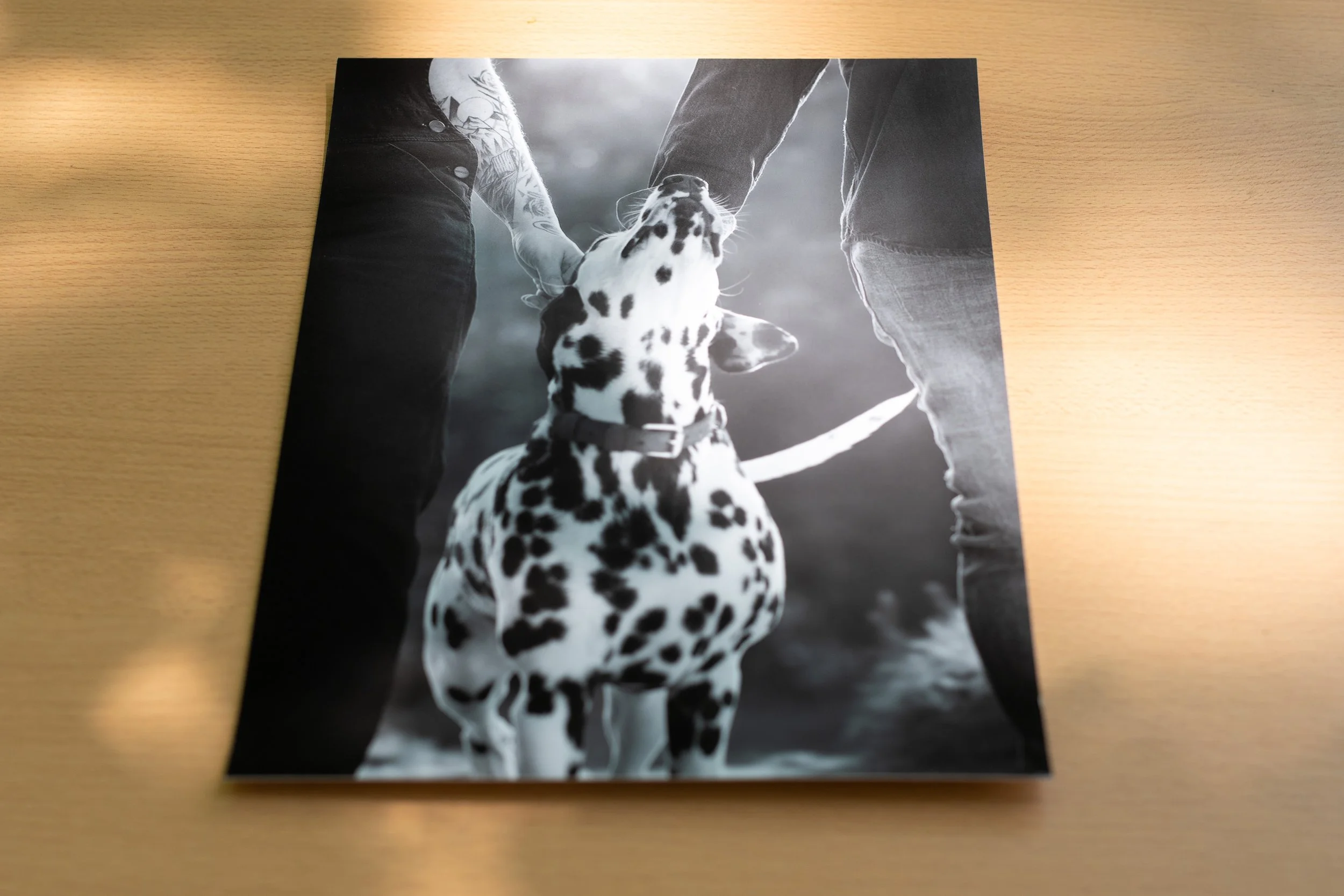 Tirage fine art d'une photo en noir et blanc d'un dalmatien regardant un couple, avec le chien entre eux, pendant qu'ils se tiennent la main.