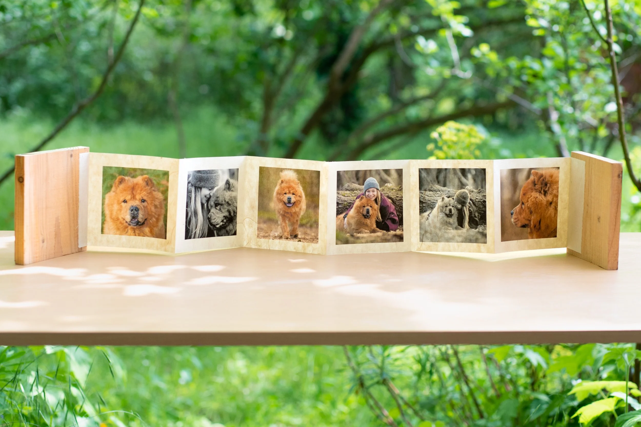 Une série de photos de chiens de race chow chow affichée imprimée sur un livre leporello avec couverture en bois exposé sur une table en bois, avec un fond de verdure.