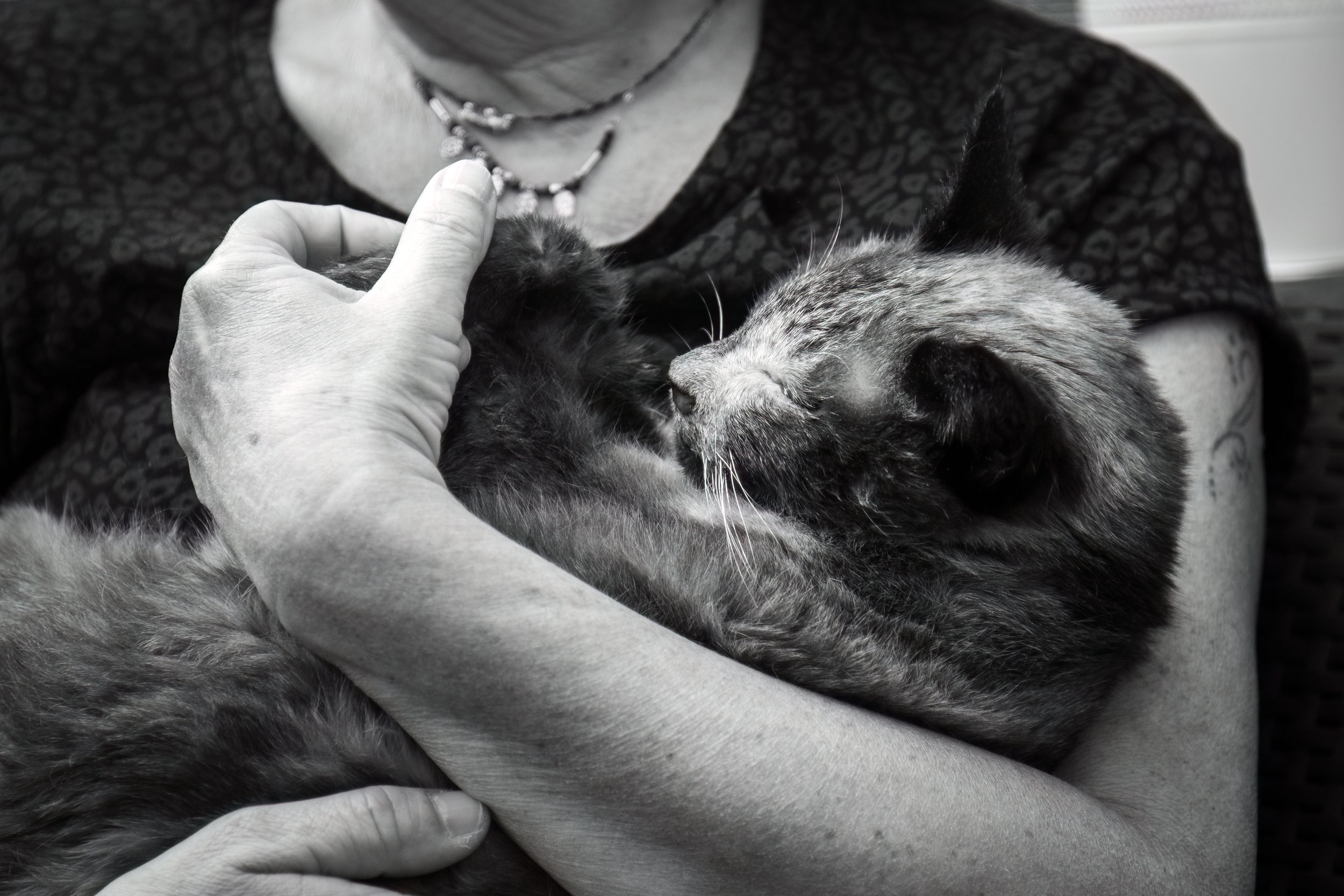 Une personne tenant dans ses bras un chat noir et beige malade.