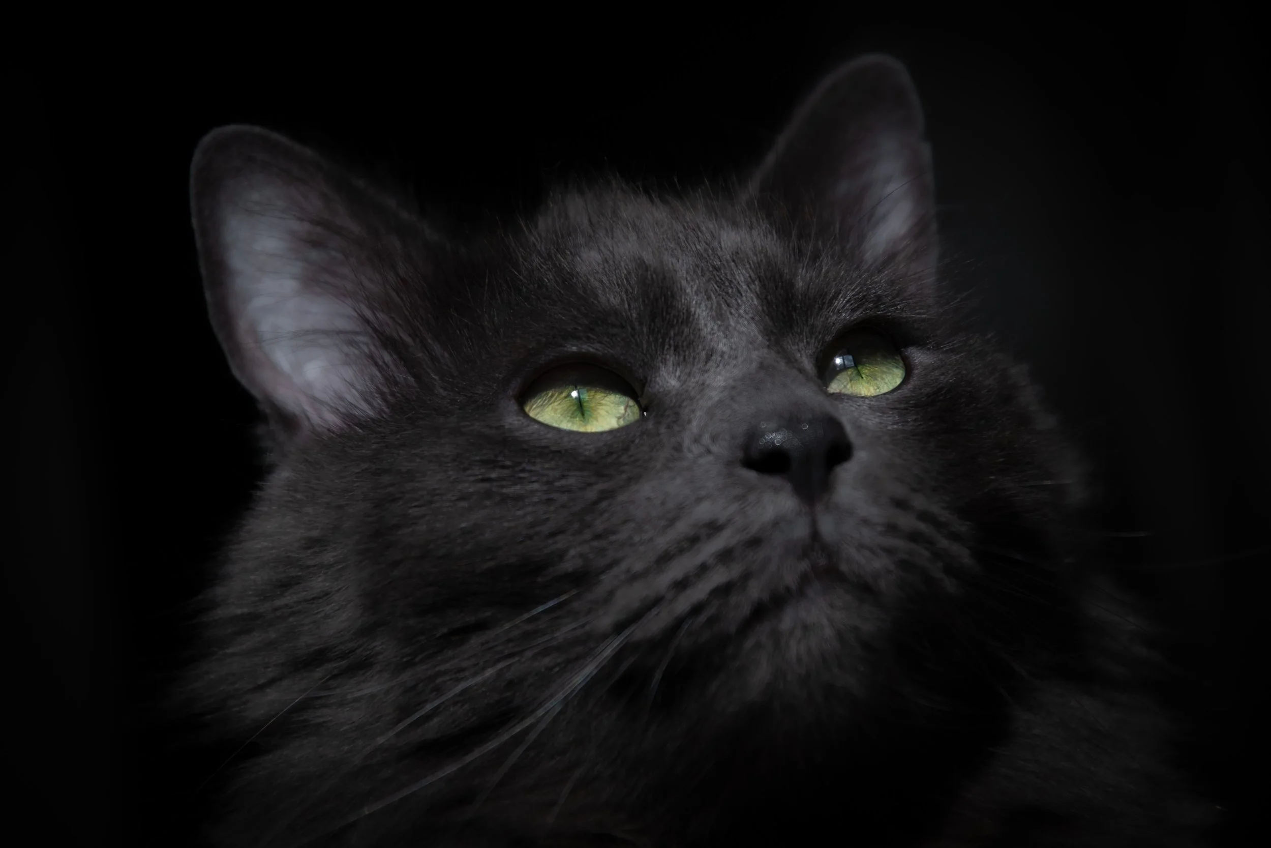 Gustave & Bianca retouchée-17.jpg