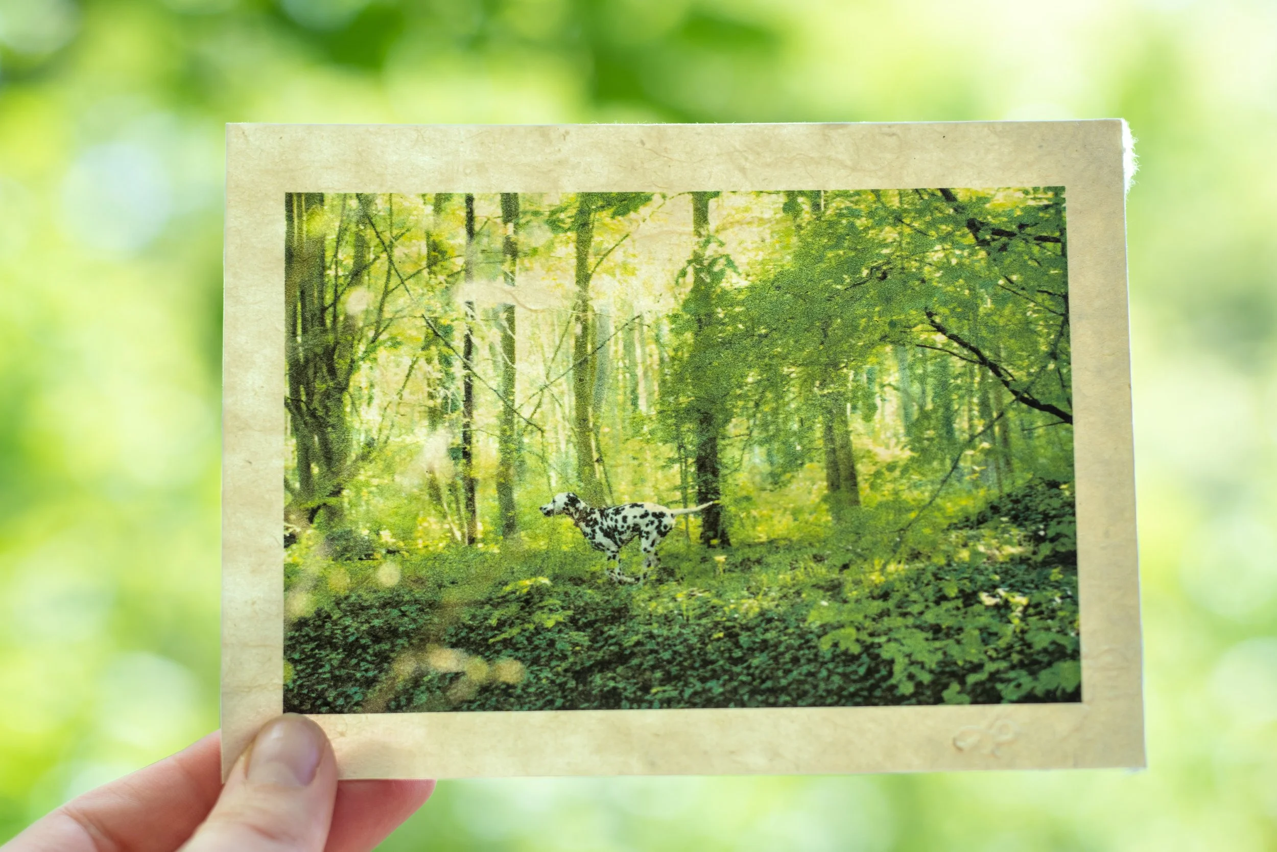 Une personne tient une photo d'un chien dalmatien imprimée sur papier washi japonais dans une forêt verdoyante.
