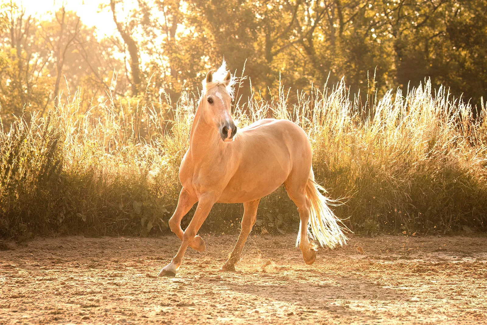 Cheval beige palomino courant dans une carrière ensoleillée avec des arbres en arrière-plan au coucher du soleil.