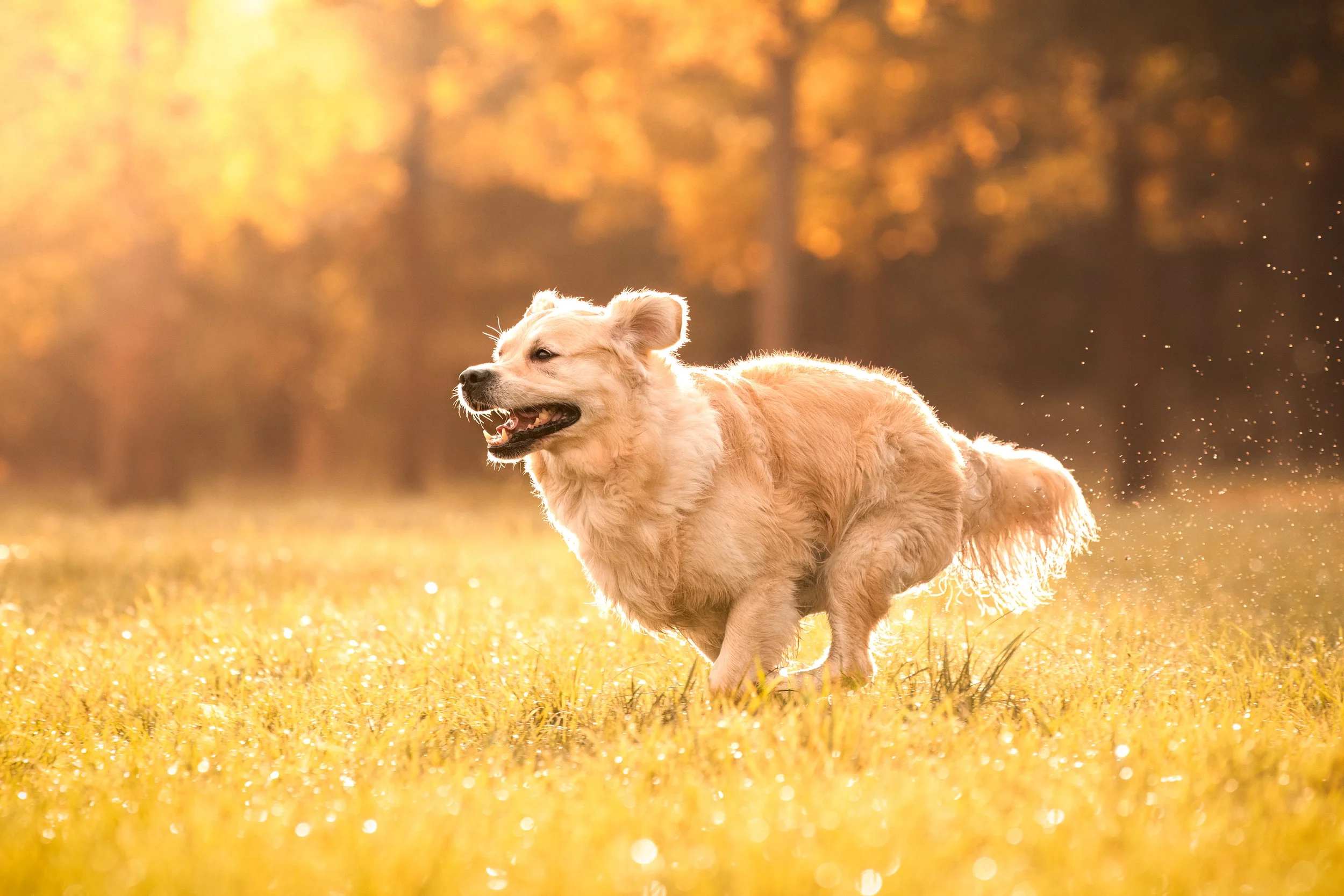 Stark, golden retriever, mâle, 5 ans