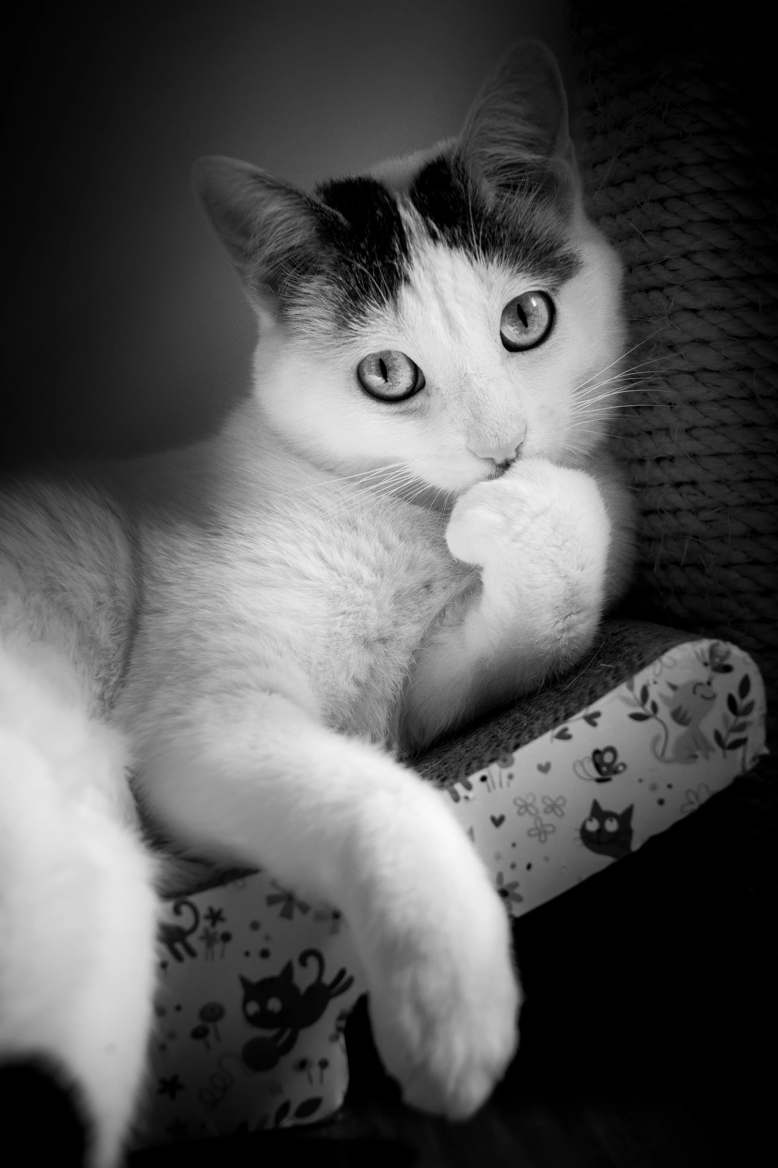 Gustave & Bianca retouchée-1-2.jpg