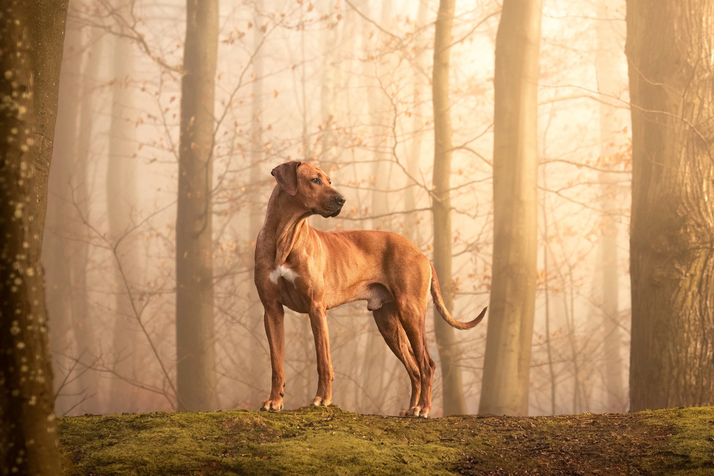 Chien de race Rhodesian Ridgeback dans une forêt ensoleillée et brumeuse avec arbres et lumière douce en arrière-plan. 