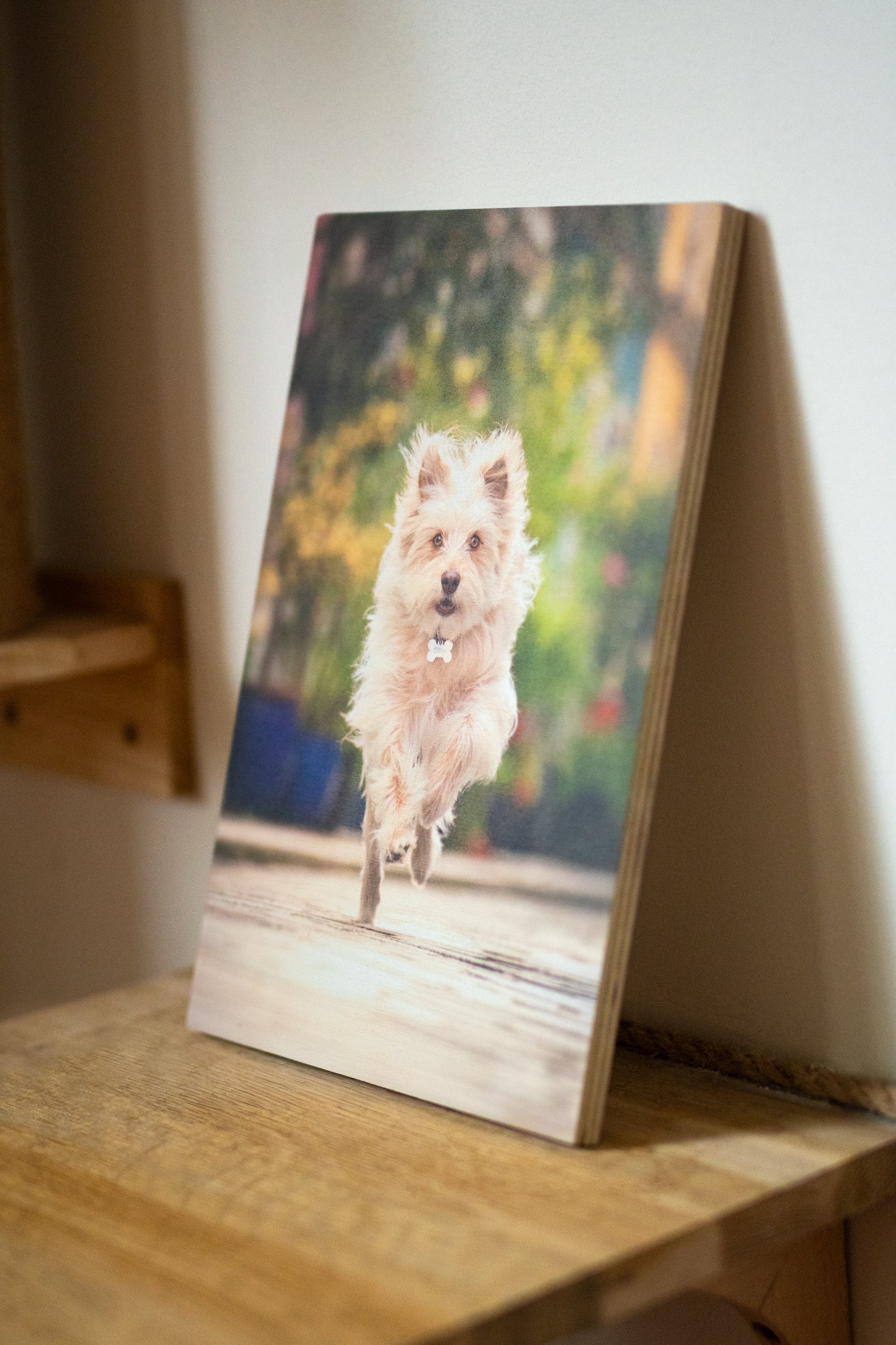 Un tableau en bois de chien blanc courant dans la rue avec fond de verdure.