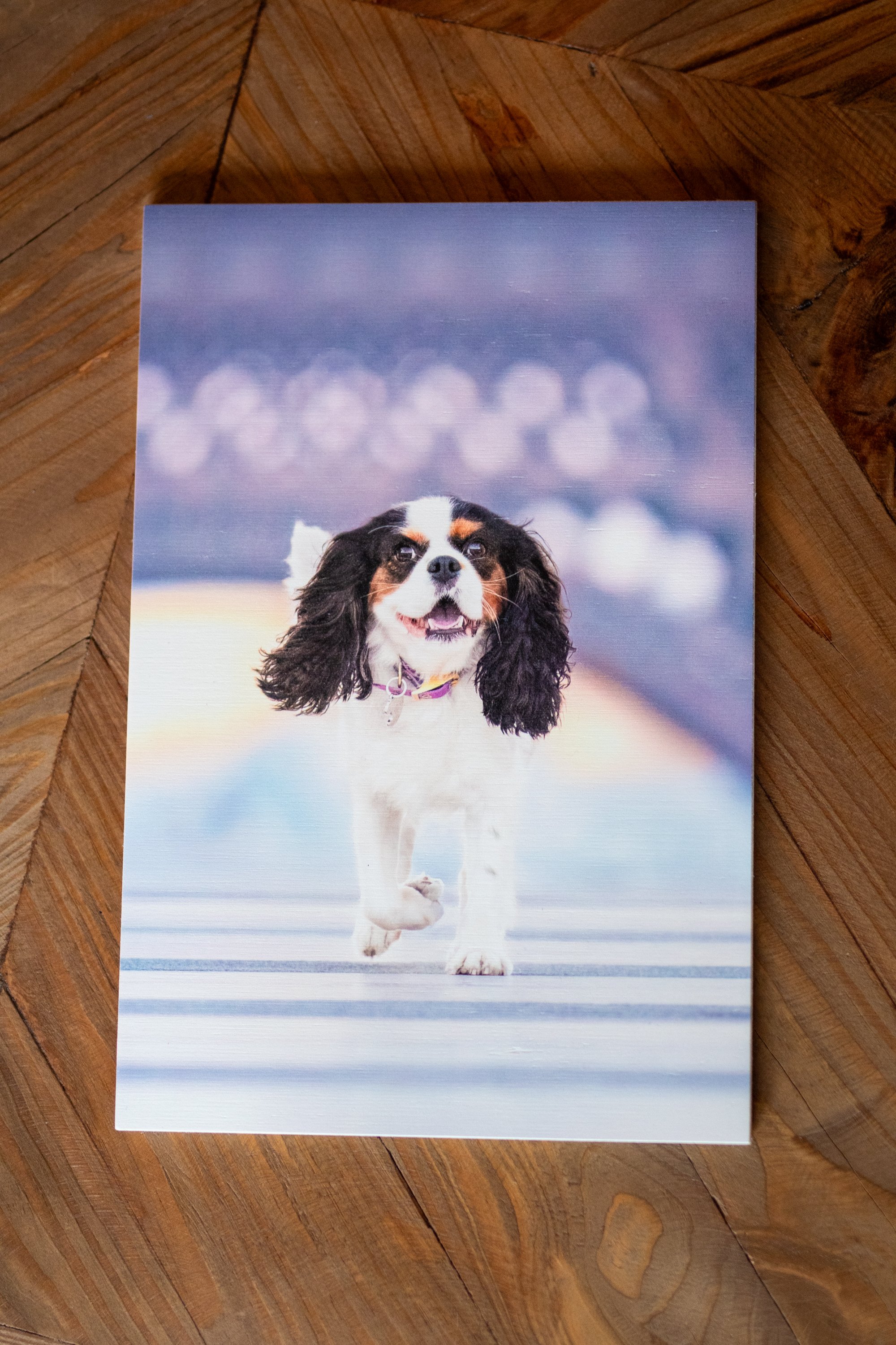 Tableau en bois d'une photo d'un chien de race cavalier king charles en train de marcher sur la place du Trocadéro devant la Tour Eiffel.