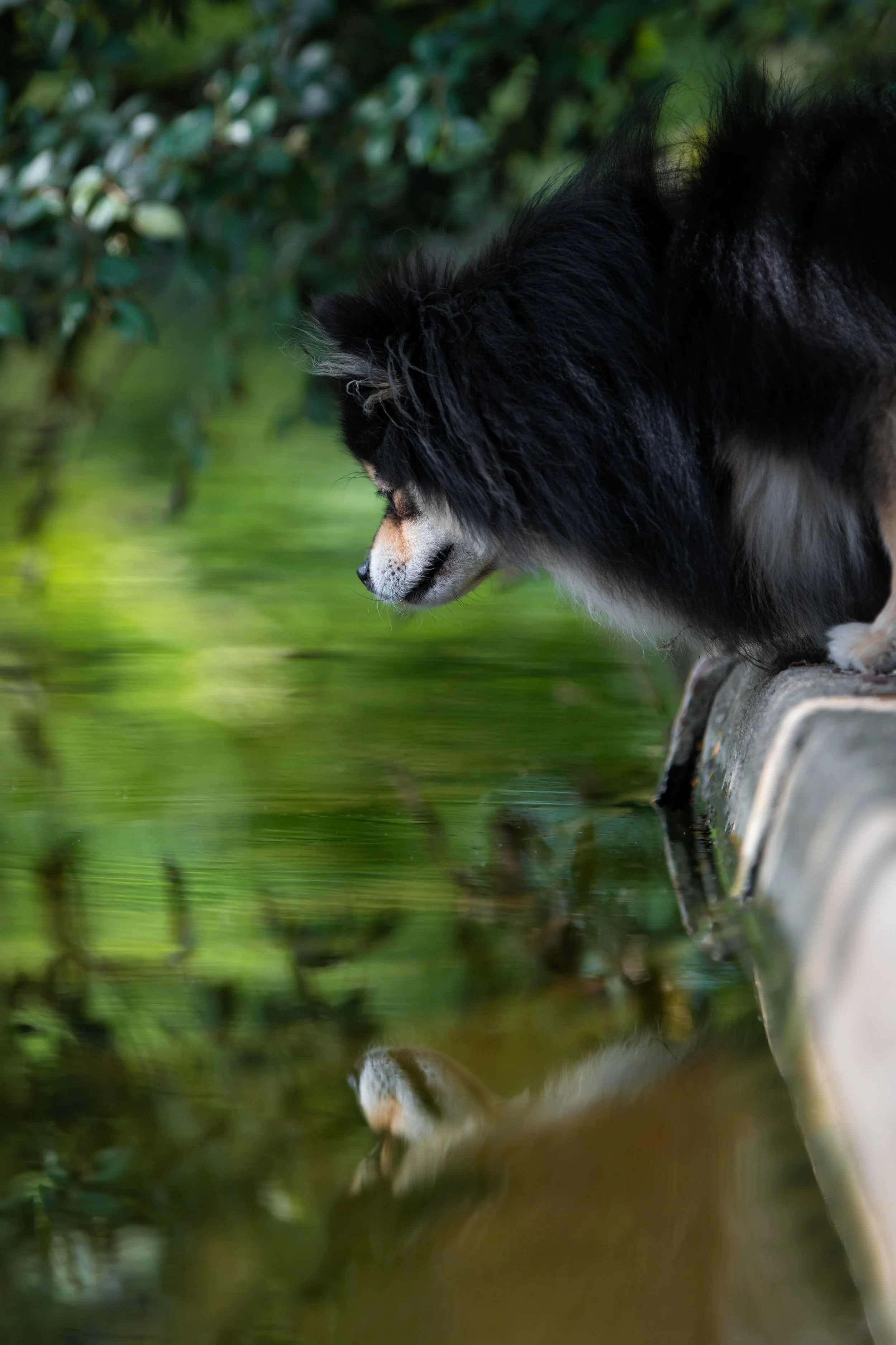 Un chien de race spitz nain regarde son reflet dans l'eau au bord d'un étang végétation verte en arrière-plan.
