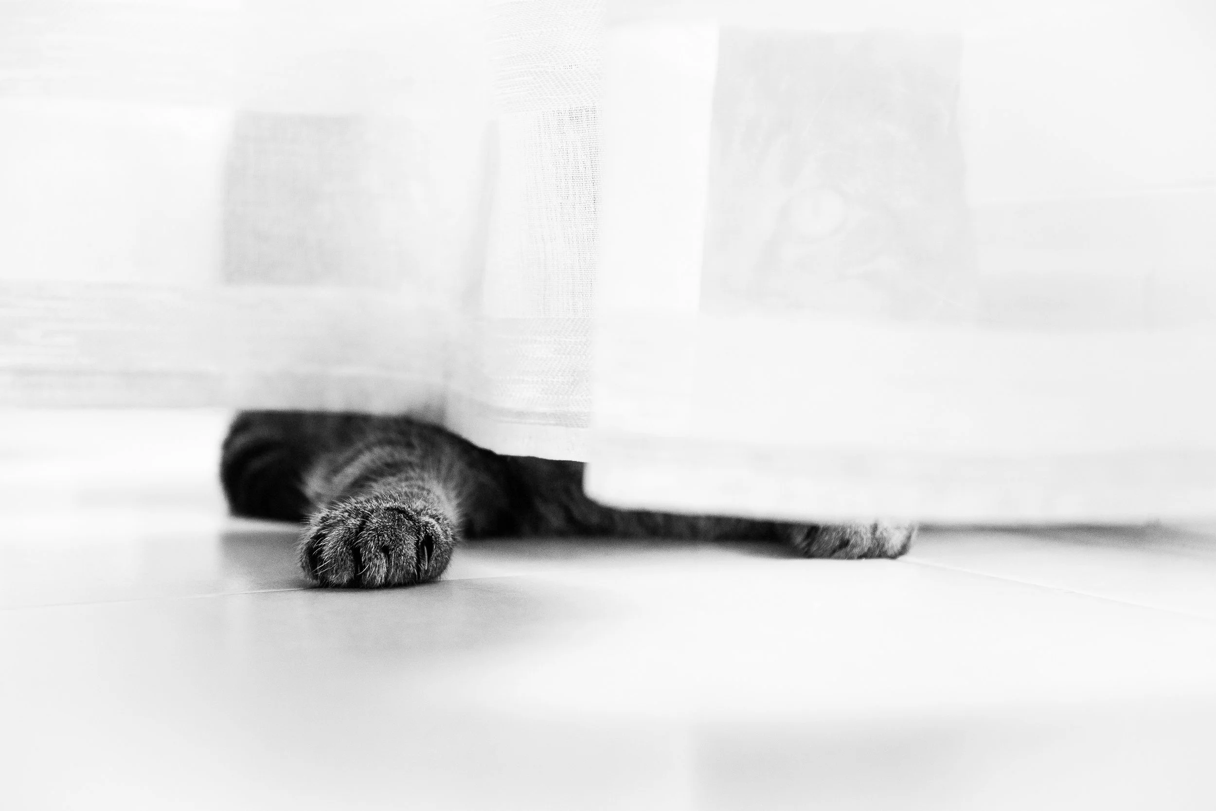 Patte de chat sortant sous un rideau blanc, noir et gris. Photo noir et blanc.