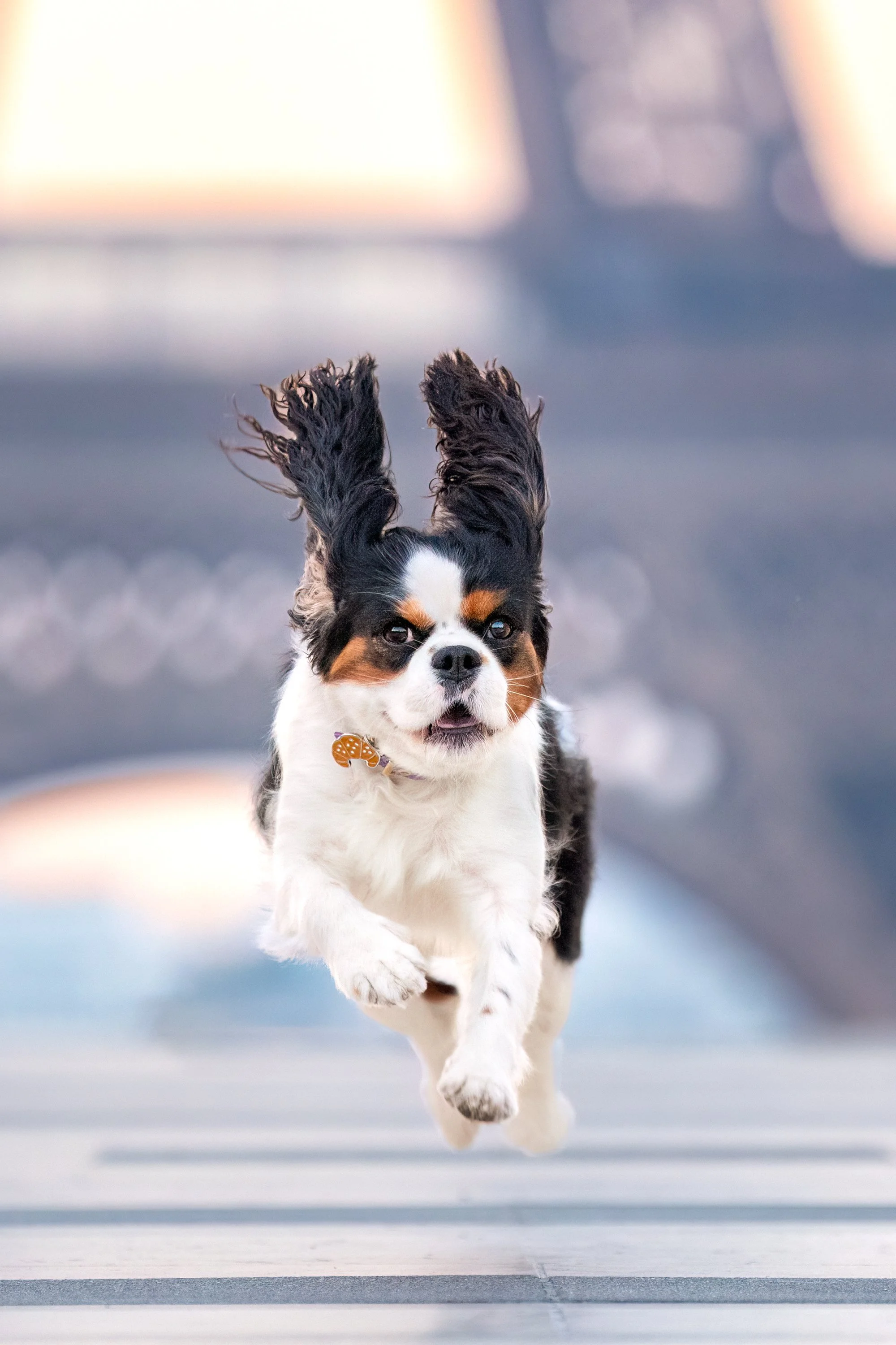 Un chien en pleine course vers l'appareil photo sur la place du Trocadéro devant la Tour Eiffel, l'arrière-plan est flou. 
