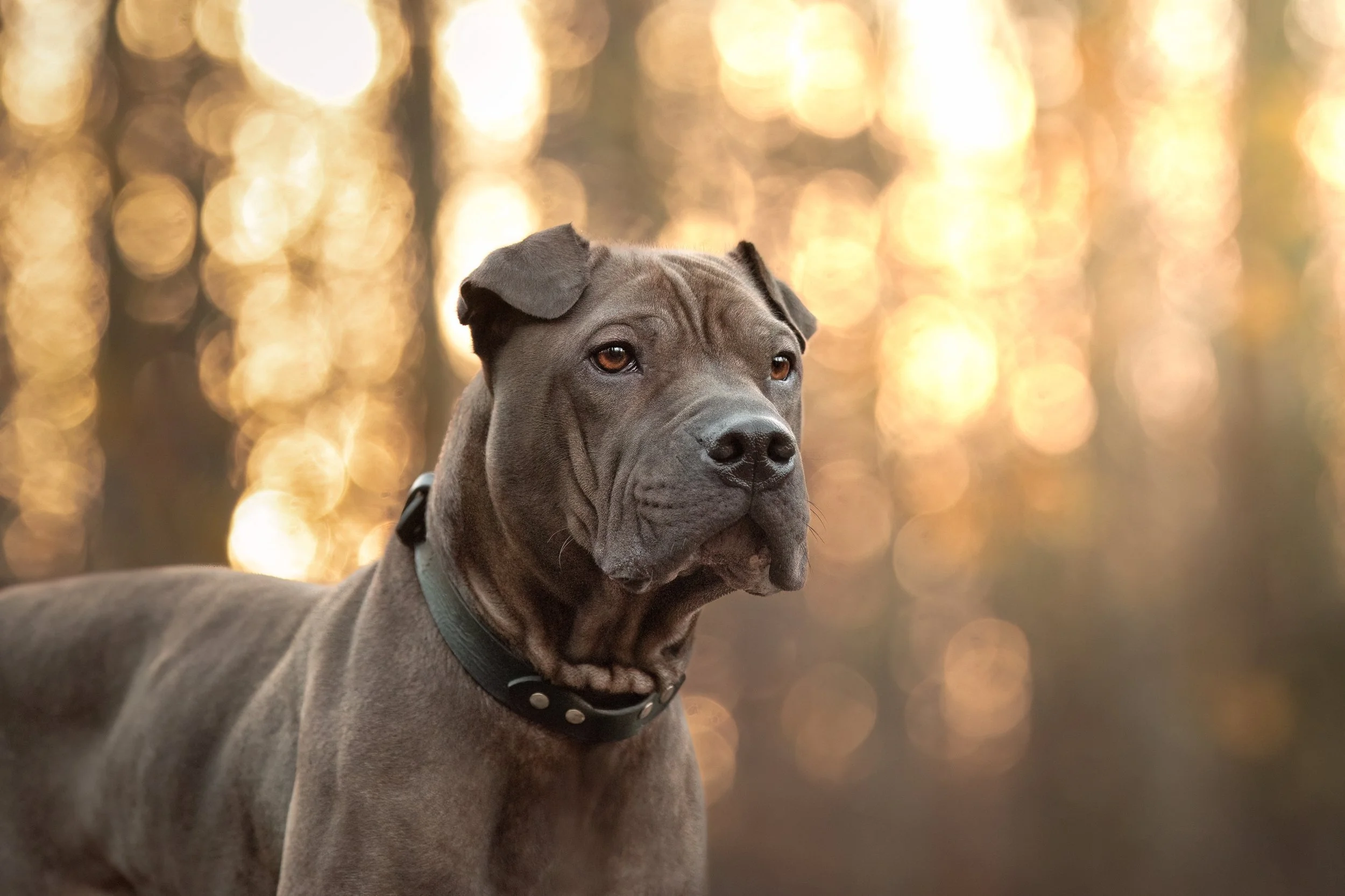 Meiko, sharpei x Americain staffordshire terrier, mâle, 1 an et demi