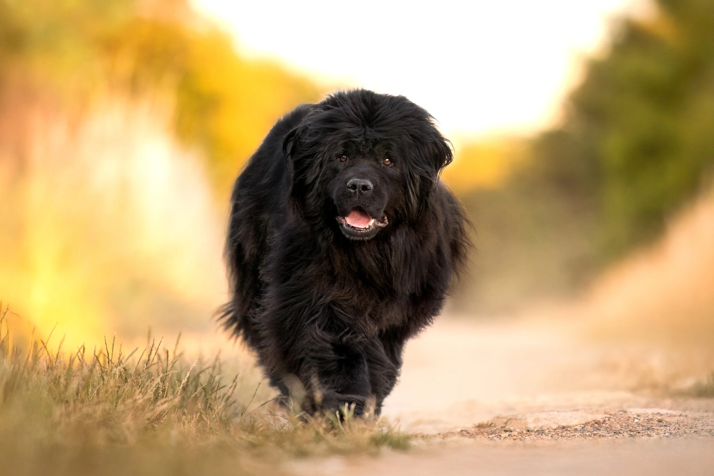 Malicia, Terre-Neuve, femelle, 6 ans