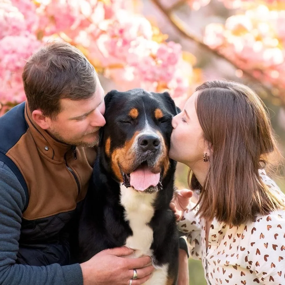 Un couple embrasse un chien grand bouvier suisse lors d'une séance photo en plein air dans un environnement fleuri de cerisiers en fleurs.