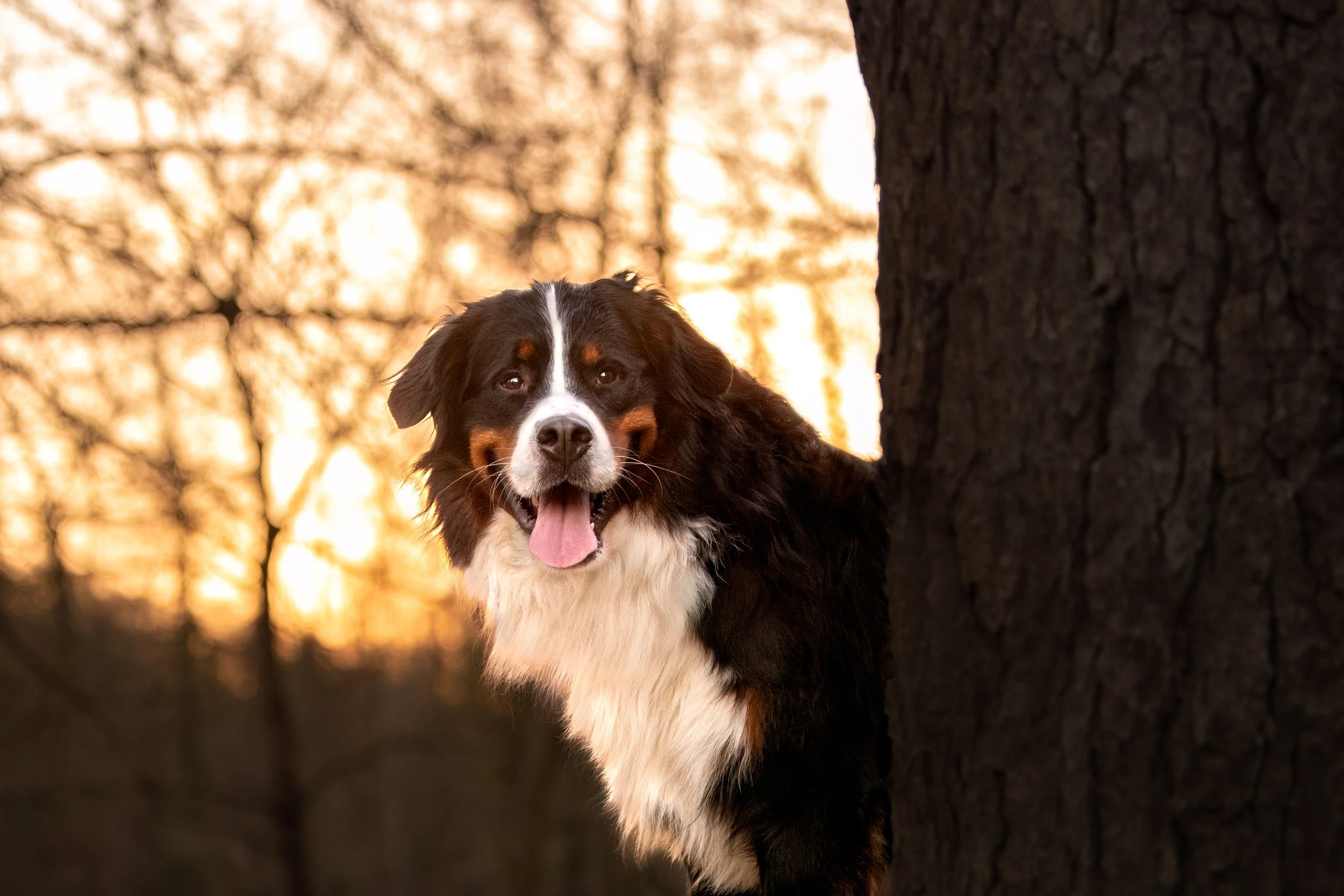 Uplink, bouvier bernois, mâle, 2 ans