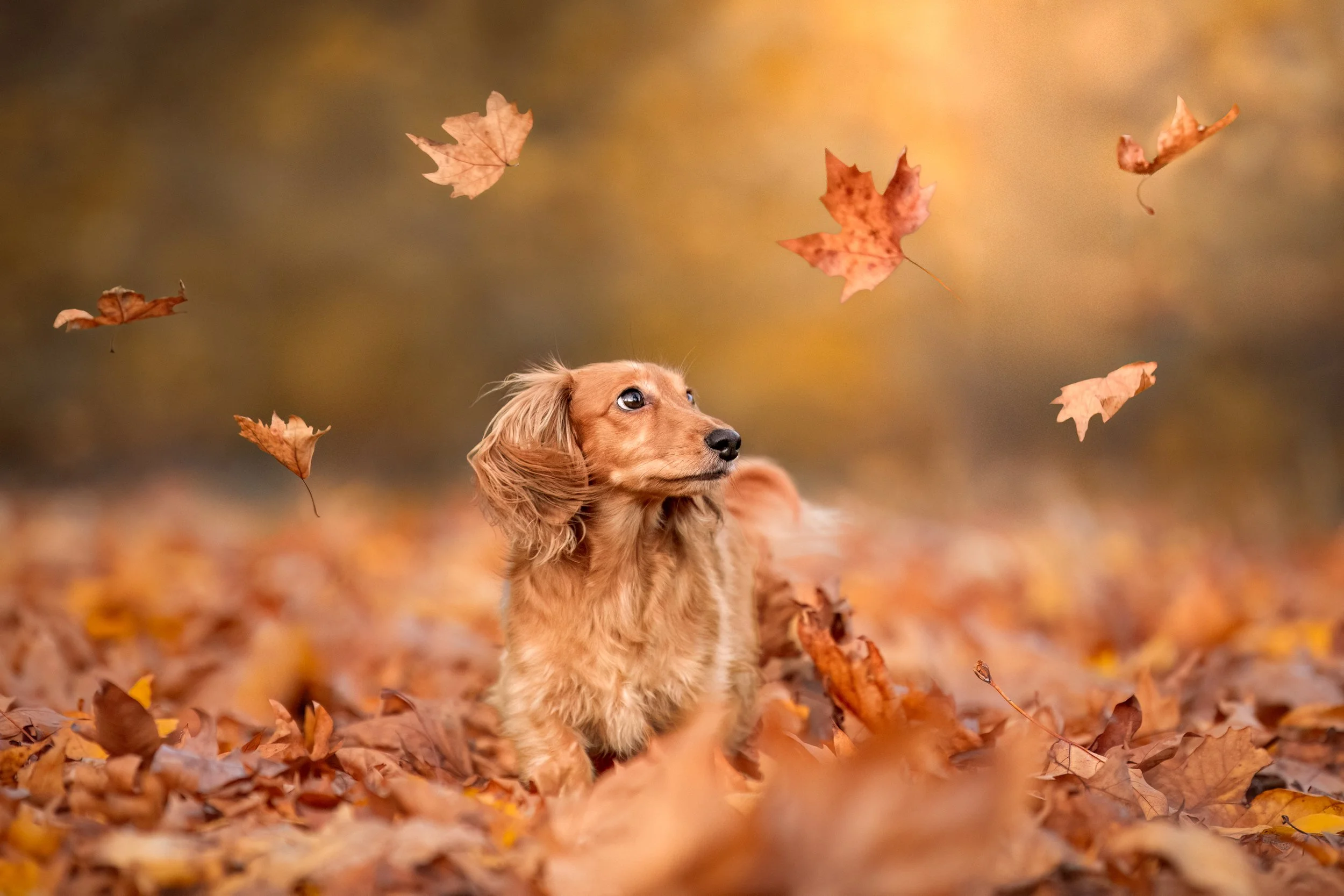 Plume, teckel nain à poils longs, femelle, 5 ans