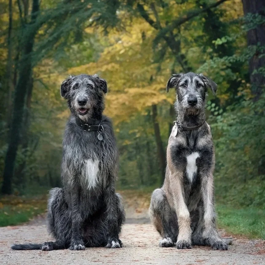 Deux chiens de race lévrier irlandais, assis sur un chemin forestier avec des arbres verdoyants en arrière-plan. 