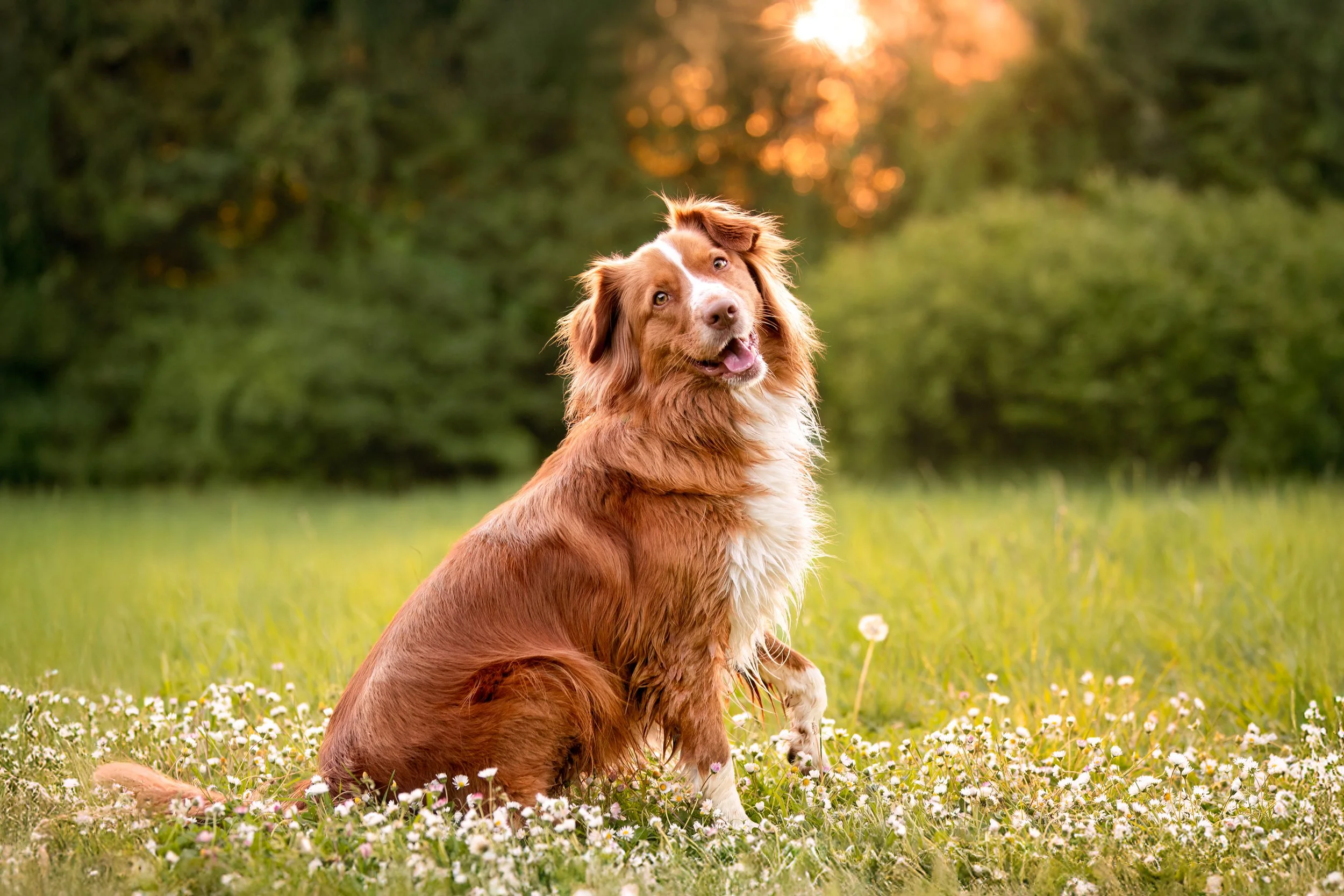 Poppy, retriever de la Nouvelle-Écosse, femelle, 1 an et demi