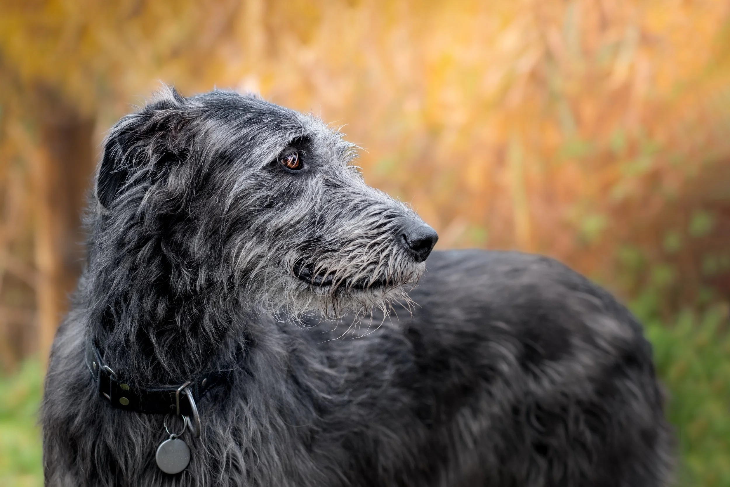 Teaoiseach & Murphy's-16.jpg