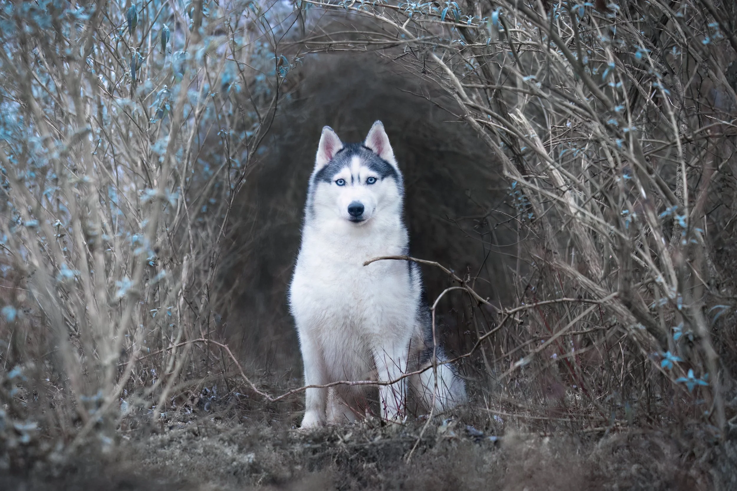 Onawa, husky de Sibérie, femelle, 5 ans