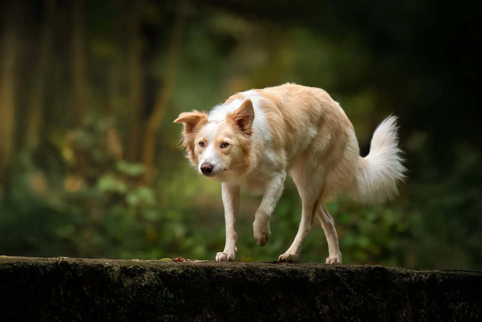 Un chien border collie de taille moyenne avec un pelage blanc et beige marche sur un tronc allongé en bois dans une forêt verdoyante.
