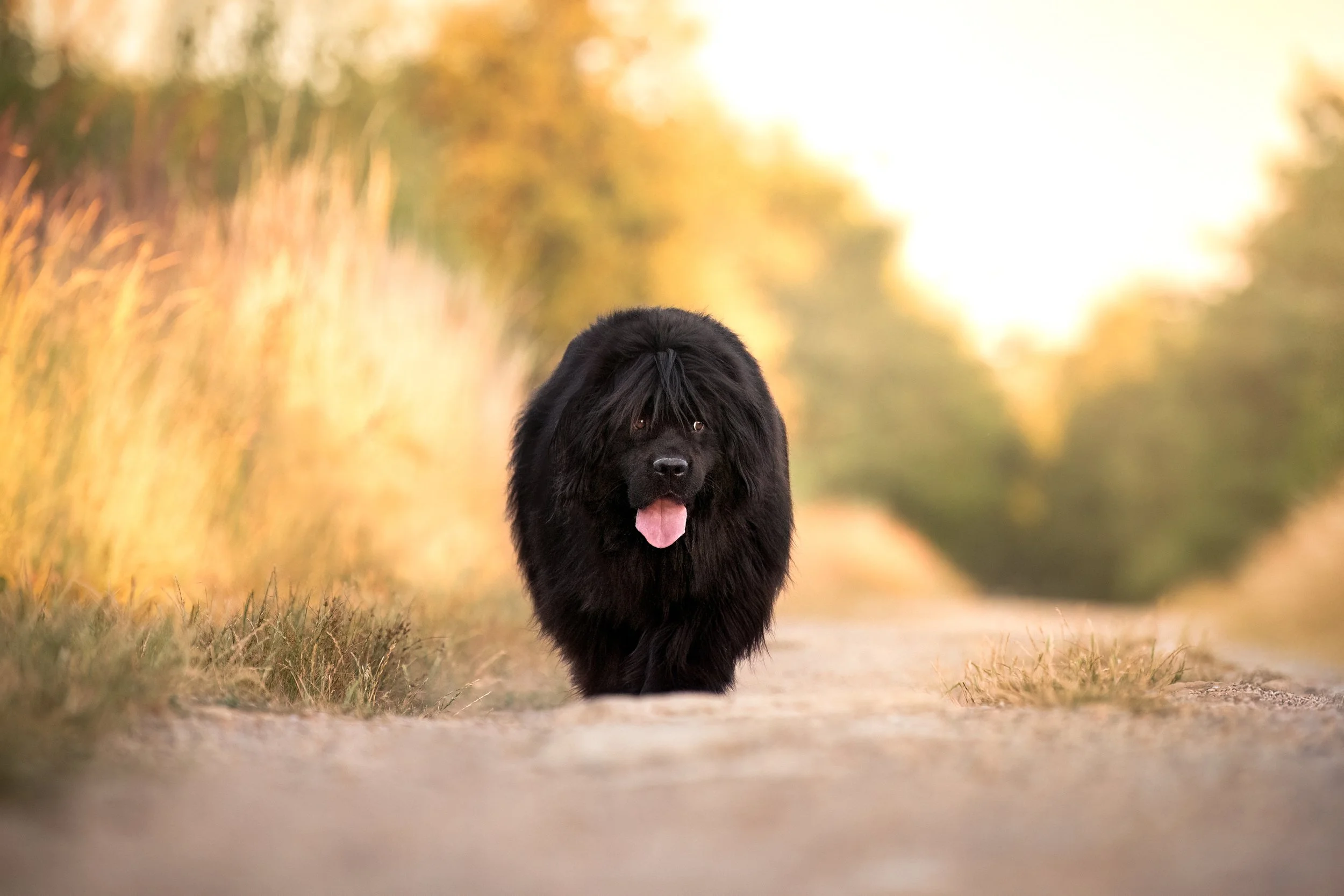 Un chien noir, à longs poils, terre-neuve, marchant sur un chemin en extérieur avec un fond flou de végétation aux couleurs automnales, et sa langue sortie.