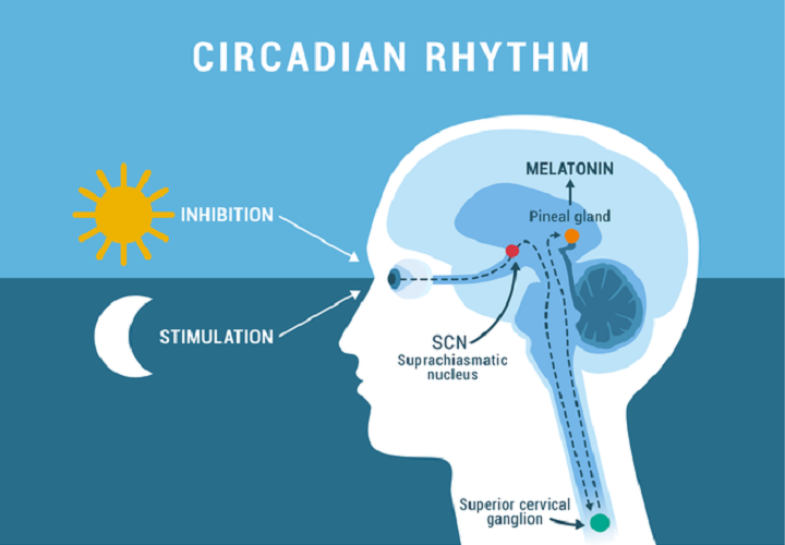 Diagram showing the circadian rhythm regulation of melatonin production in the brain, with the pineal gland, SCN, and superior cervical ganglion, indicating how light influences inhibition and stimulation of melatonin secretion.