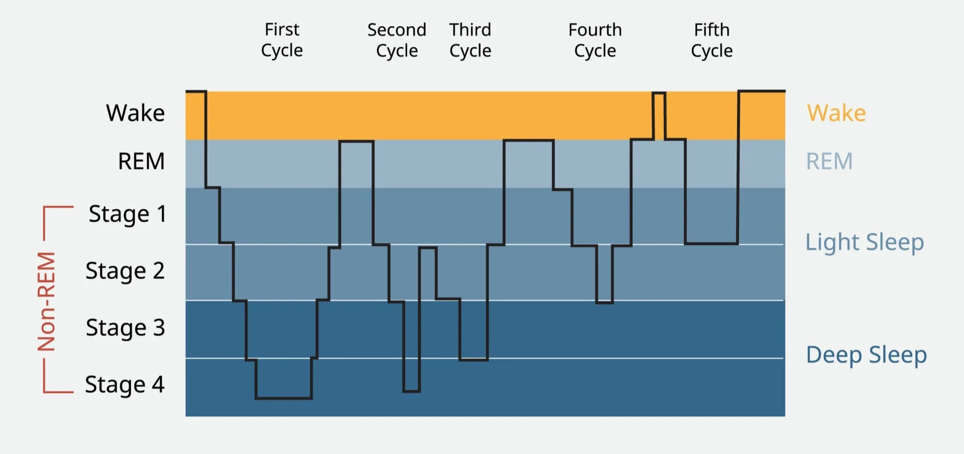 A graph illustrating sleep stages across five sleep cycles, from wakefulness to deep sleep, with color-coded layers representing each stage and a black line indicating fluctuations over time.