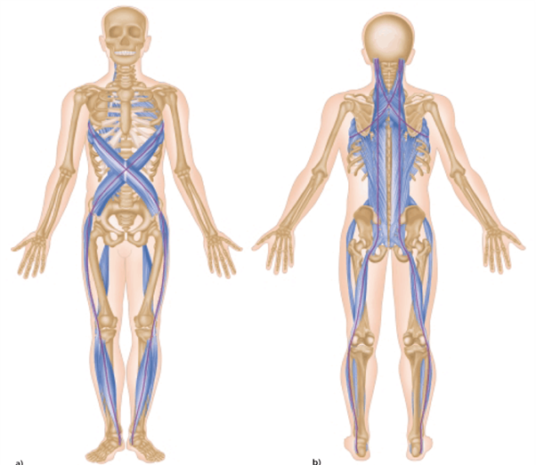 Diagram of the human skeletal system with muscular attachment points, viewed from the front and back, highlighting muscles and bones in blue and flesh-colored bones.