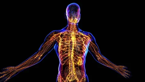 A digital illustration of a human body highlighting the nervous system with glowing nerves and spinal cord, viewed from the back.