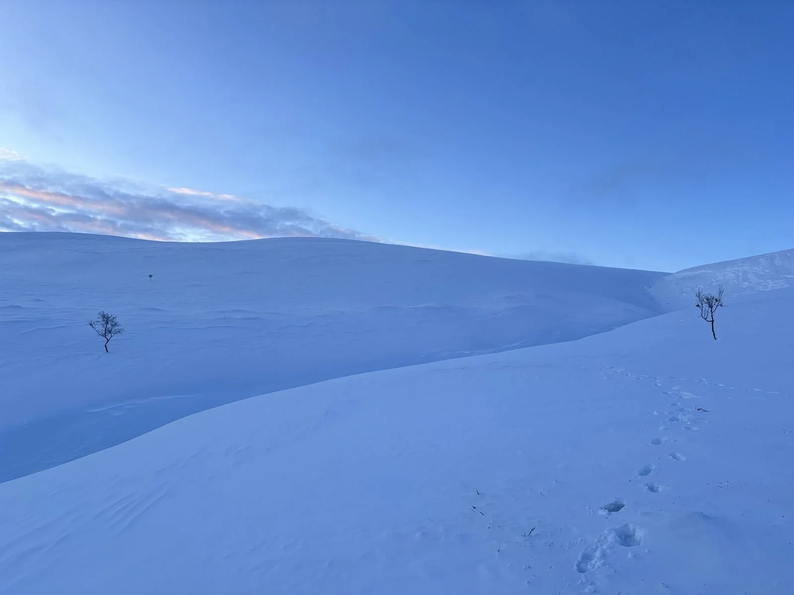 Luminen talvinen niemi, kaksi pientä puuta, selkeä taivas, varpaita jälkiä lumessa.