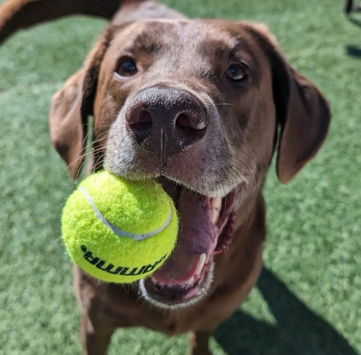 Meet Banks 🐾🍫

Our 8-year-old chocolate lab, lovingly known as &ldquo;The King&rdquo; and the true CEO of this entire operation.

Banks is the inspiration behind our logo and the big reason this dog bar dream came to life. You&rsquo;ll definitely s
