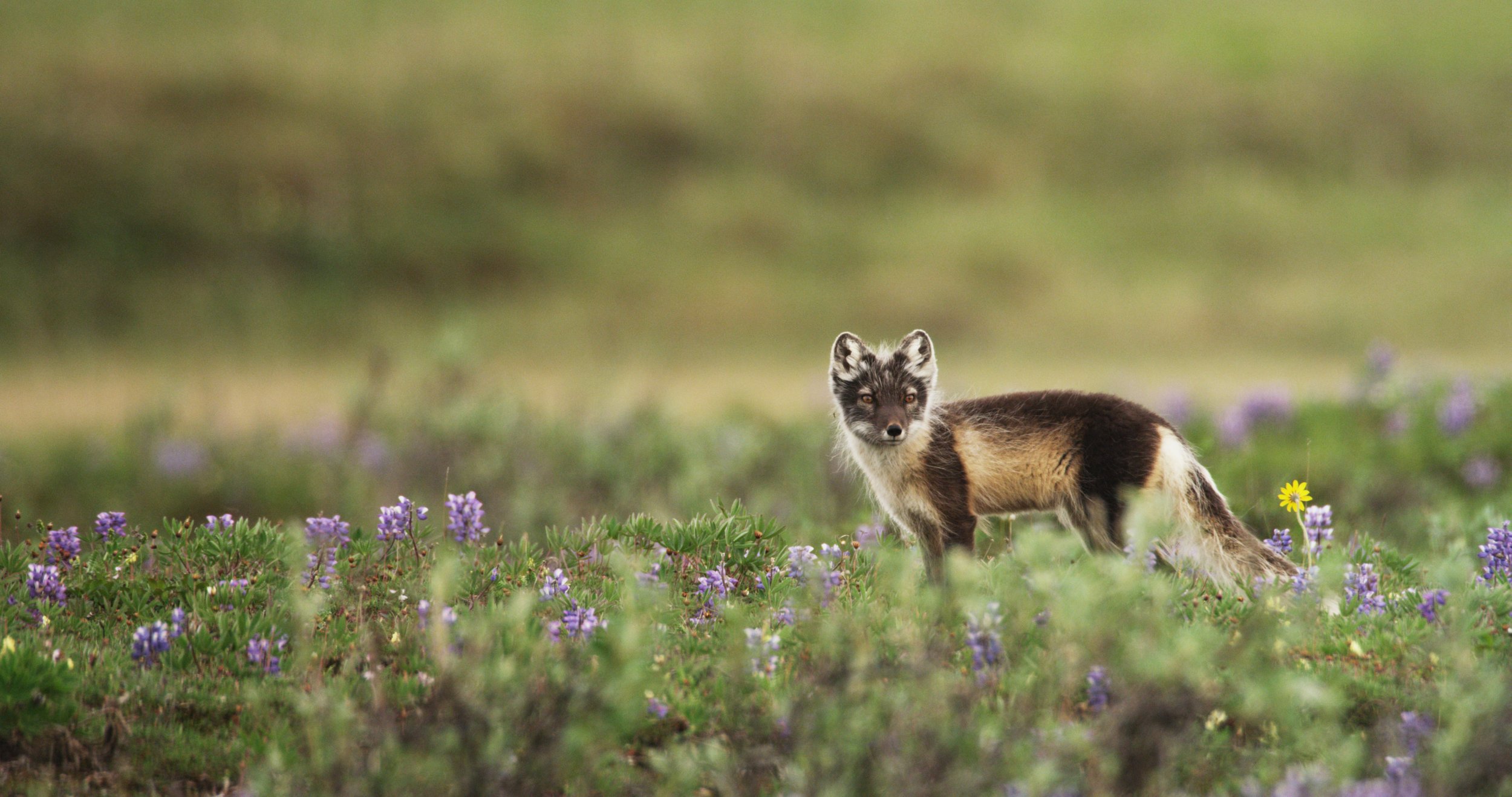A small fox standing among purple and yellow wildflowers in a grassy field with a blurred green background.