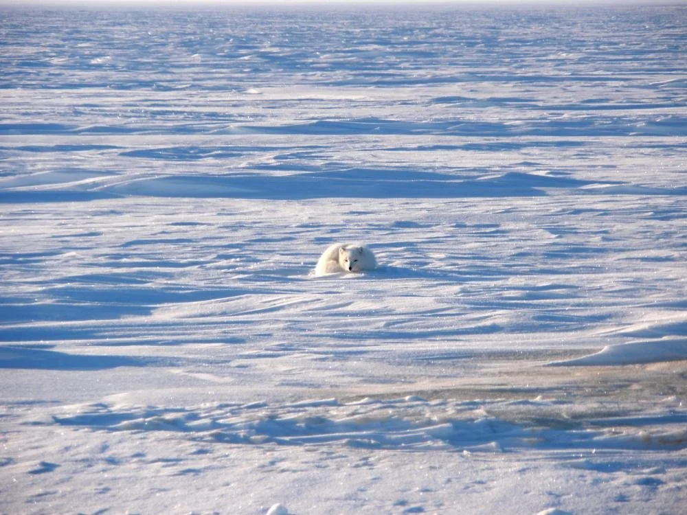 Arctic Fox in the Northeast NPR-A, also known as Western Arctic.