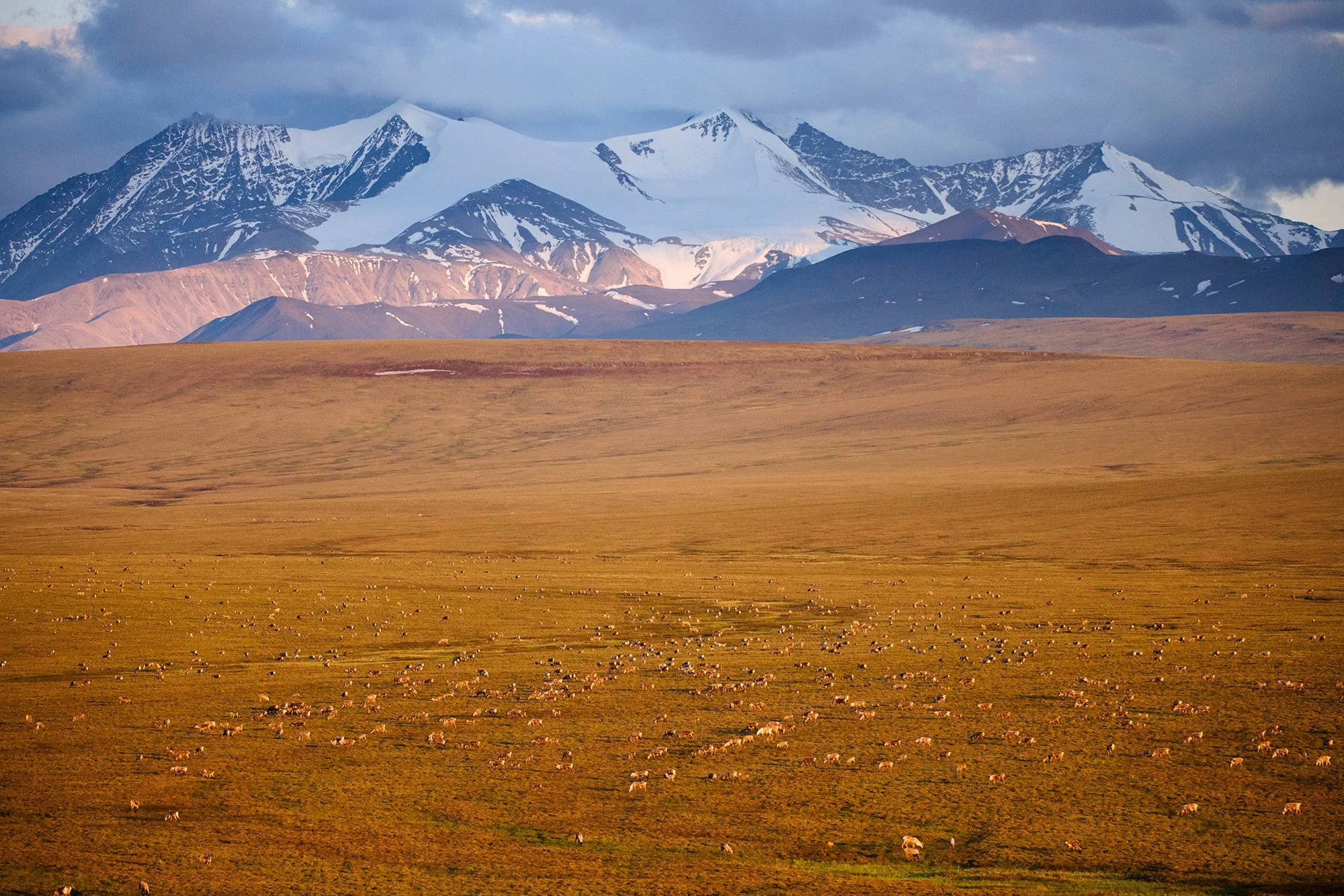 A vast landscape with a golden grass plain in the foreground, a herd of sheep scattered across the plain, and snow-capped mountains in the background.